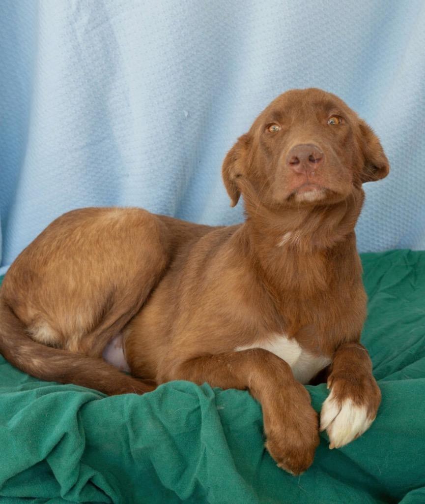 Enlarge Andy, a Adoptable mixed breed in North Syracuse, NY image 1/1