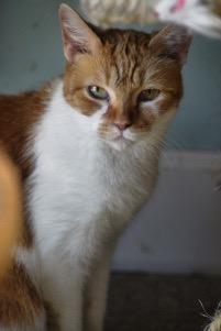 Harvey, Adoptable, Adult Female Domestic Short Hair.