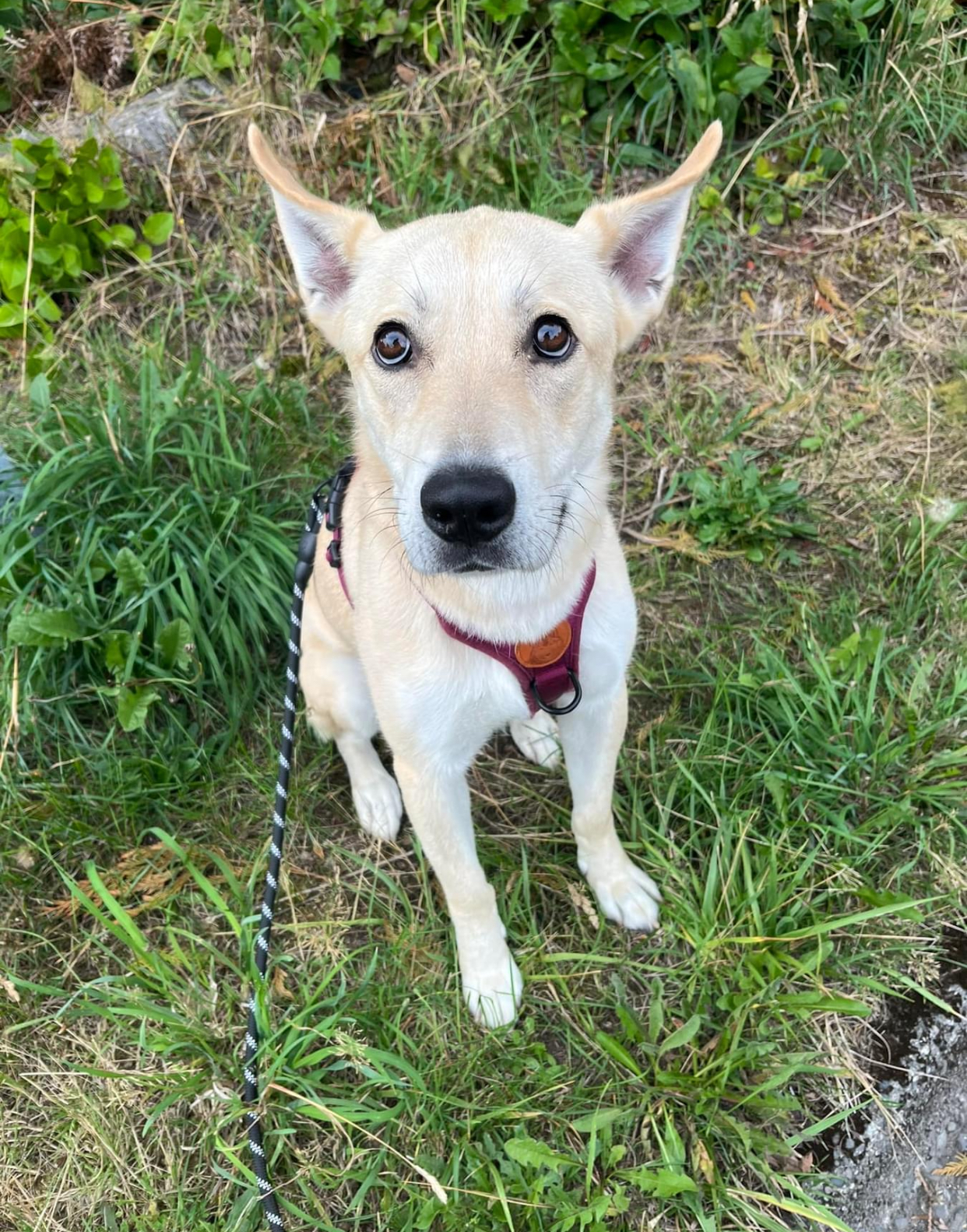 Enlarge Ruby, a Adoptable mixed breed in PORTLAND, OR image 3/4