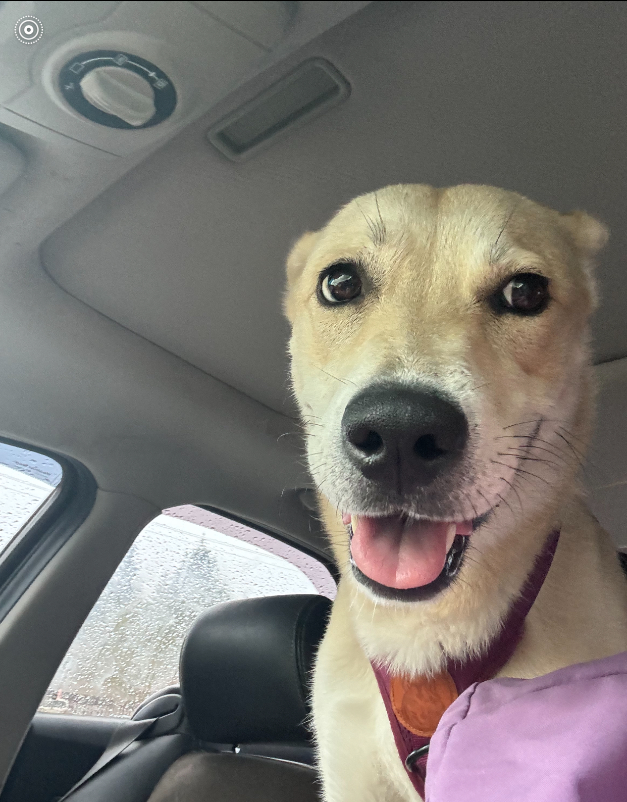 Enlarge Ruby, a Adoptable mixed breed in PORTLAND, OR image 4/4
