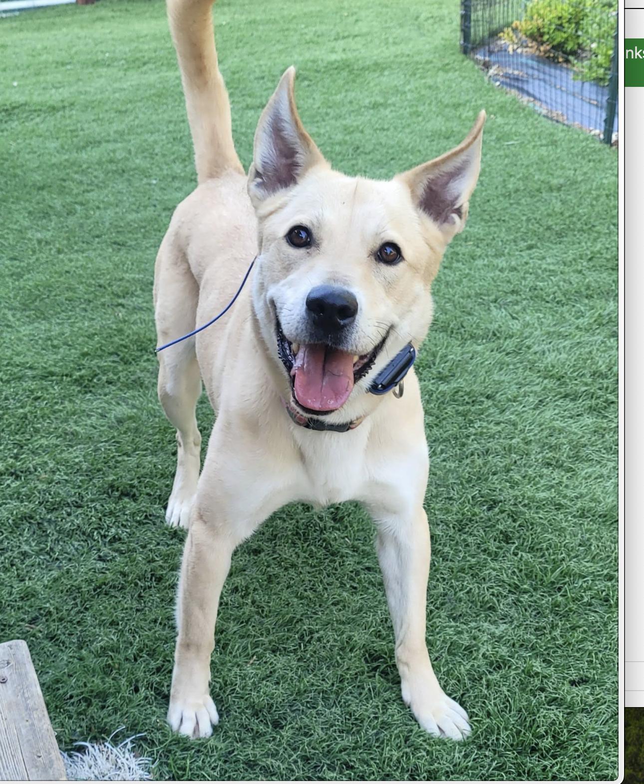 Enlarge Ruby, a Adoptable mixed breed in PORTLAND, OR image 1/4