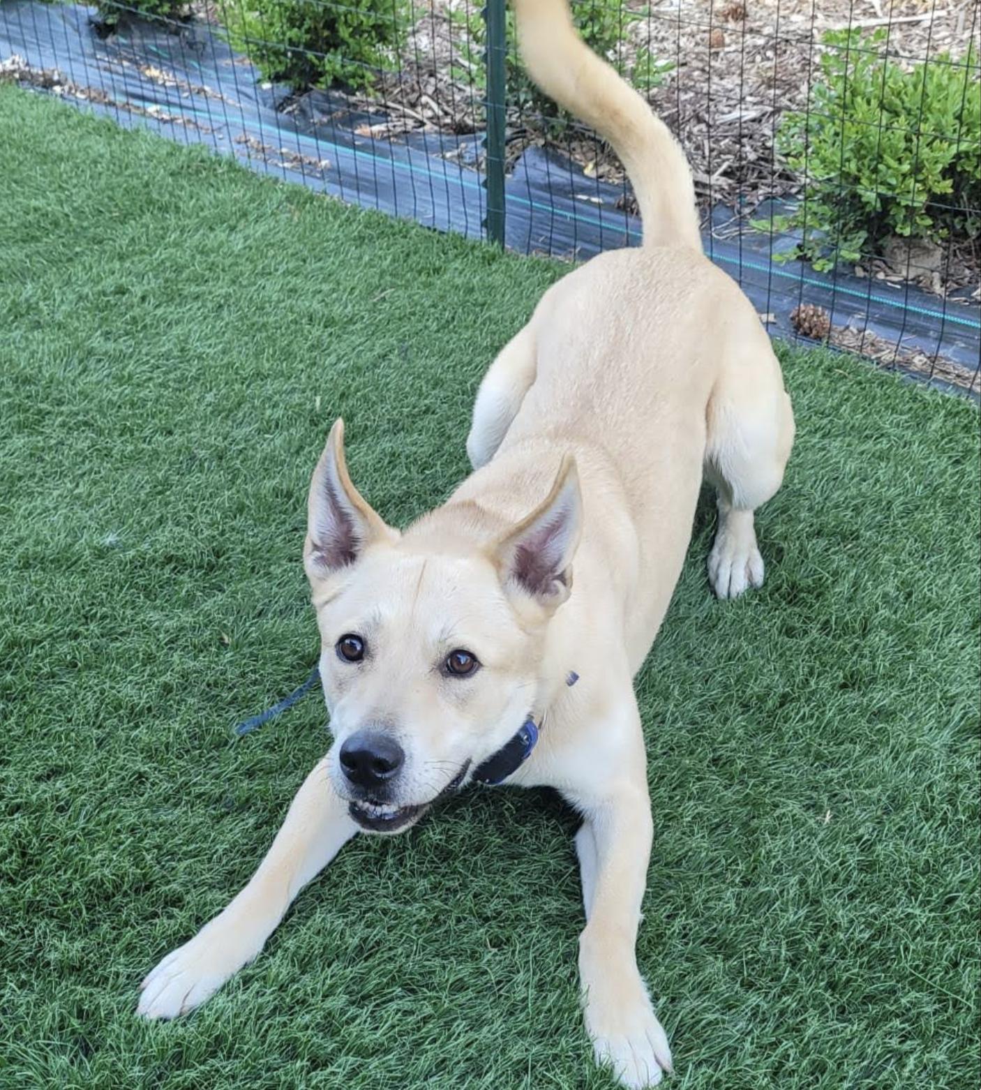 Enlarge Ruby, a Adoptable mixed breed in PORTLAND, OR image 2/4