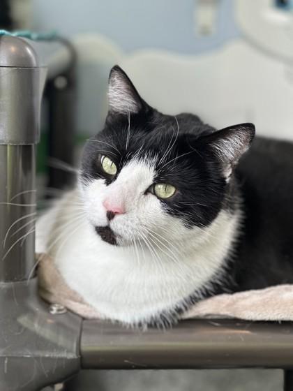 Parker, Adoptable, Adult Male Domestic Short Hair & Domestic Short Hair.