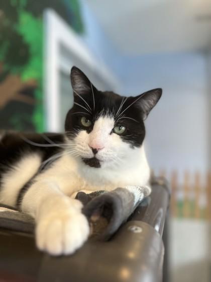 Parker, a Adoptable Domestic Short Hair in Wantagh, NY image 2/3