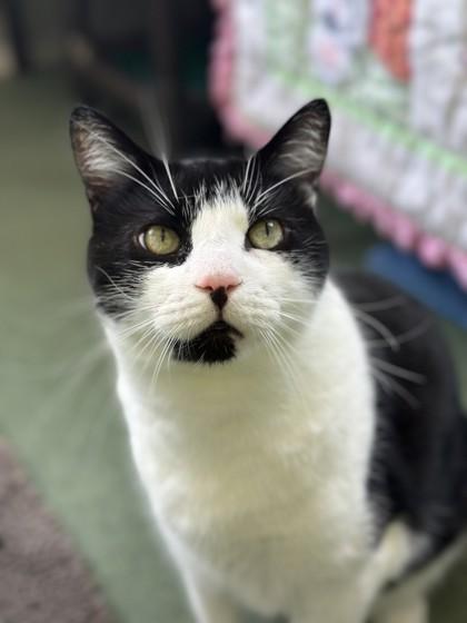 Enlarge Parker, a Adoptable Domestic Short Hair in Wantagh, NY image 3/3