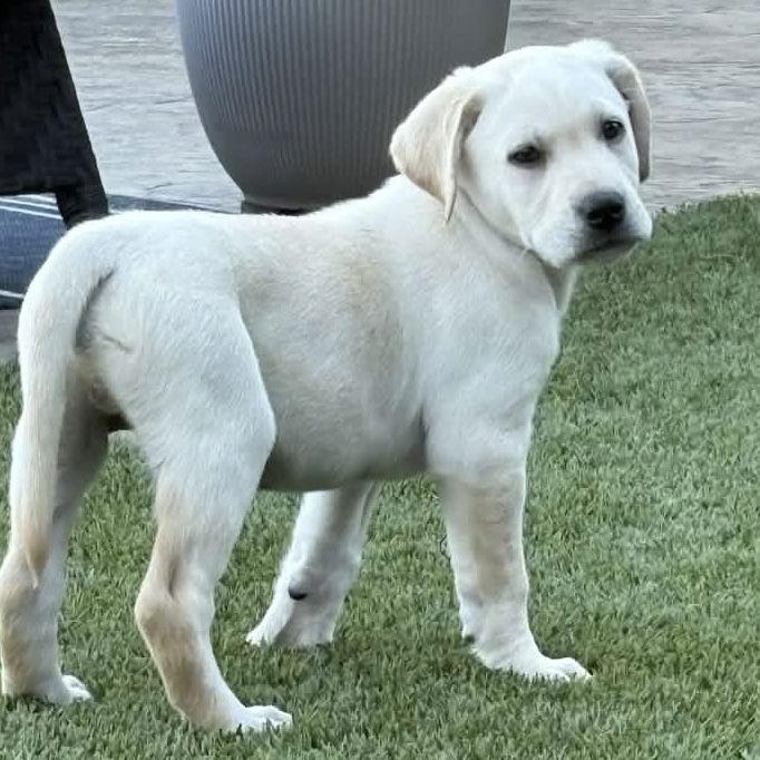 Enlarge Sunny, a Adopted Labrador Retriever in Fort Worth, TX image 2/3