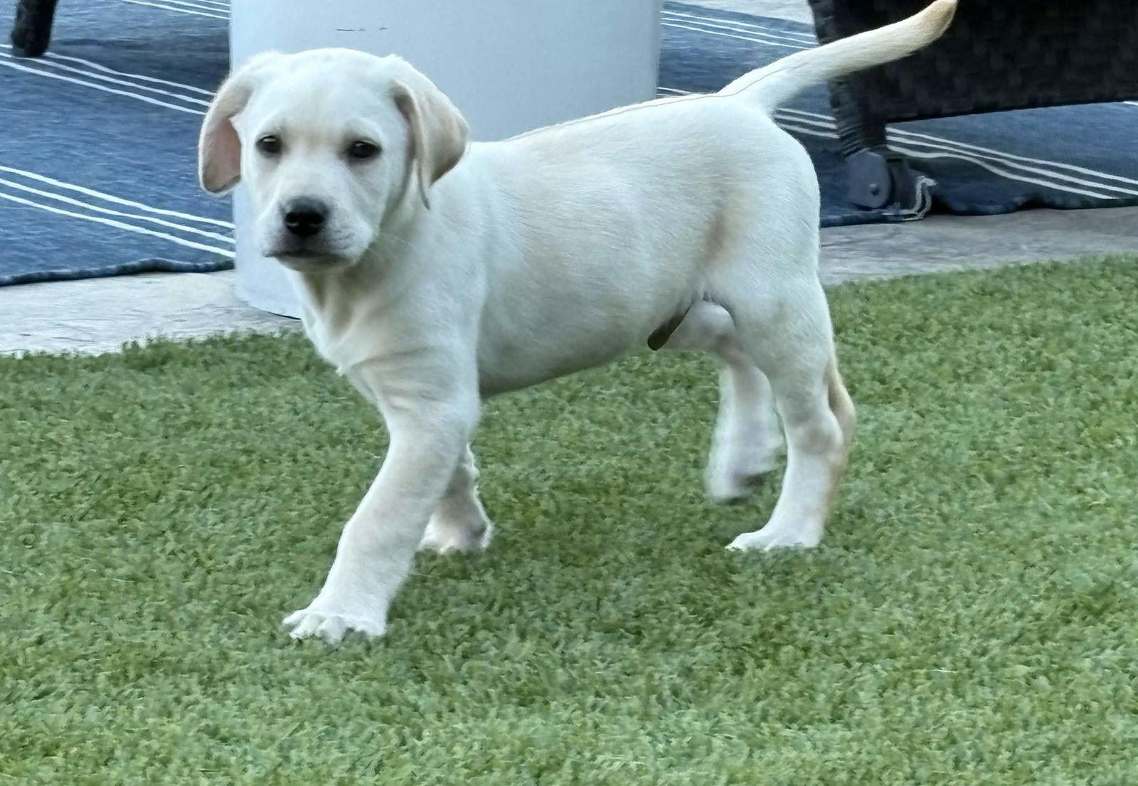 Enlarge Sunny, a Adopted Labrador Retriever in Fort Worth, TX image 3/3