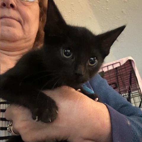 Enlarge Jasmine, a Adoptable Domestic Short Hair in League City, TX image 1/3