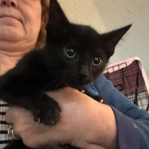 Enlarge Jasmine, a Adoptable Domestic Short Hair in League City, TX image 2/3