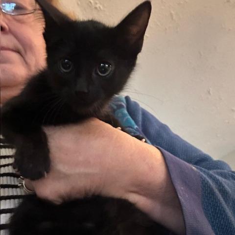 Enlarge Jasmine, a Adoptable Domestic Short Hair in League City, TX image 3/3