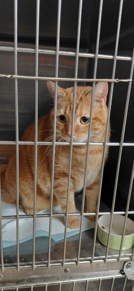 Enlarge Leo, a Adoptable mixed breed in Cincinnati, OH image 1/2