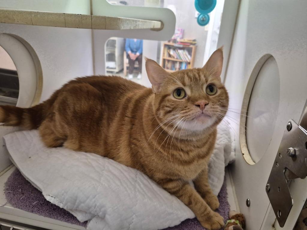 Leo, Adoptable, Adult Male Domestic Short Hair.