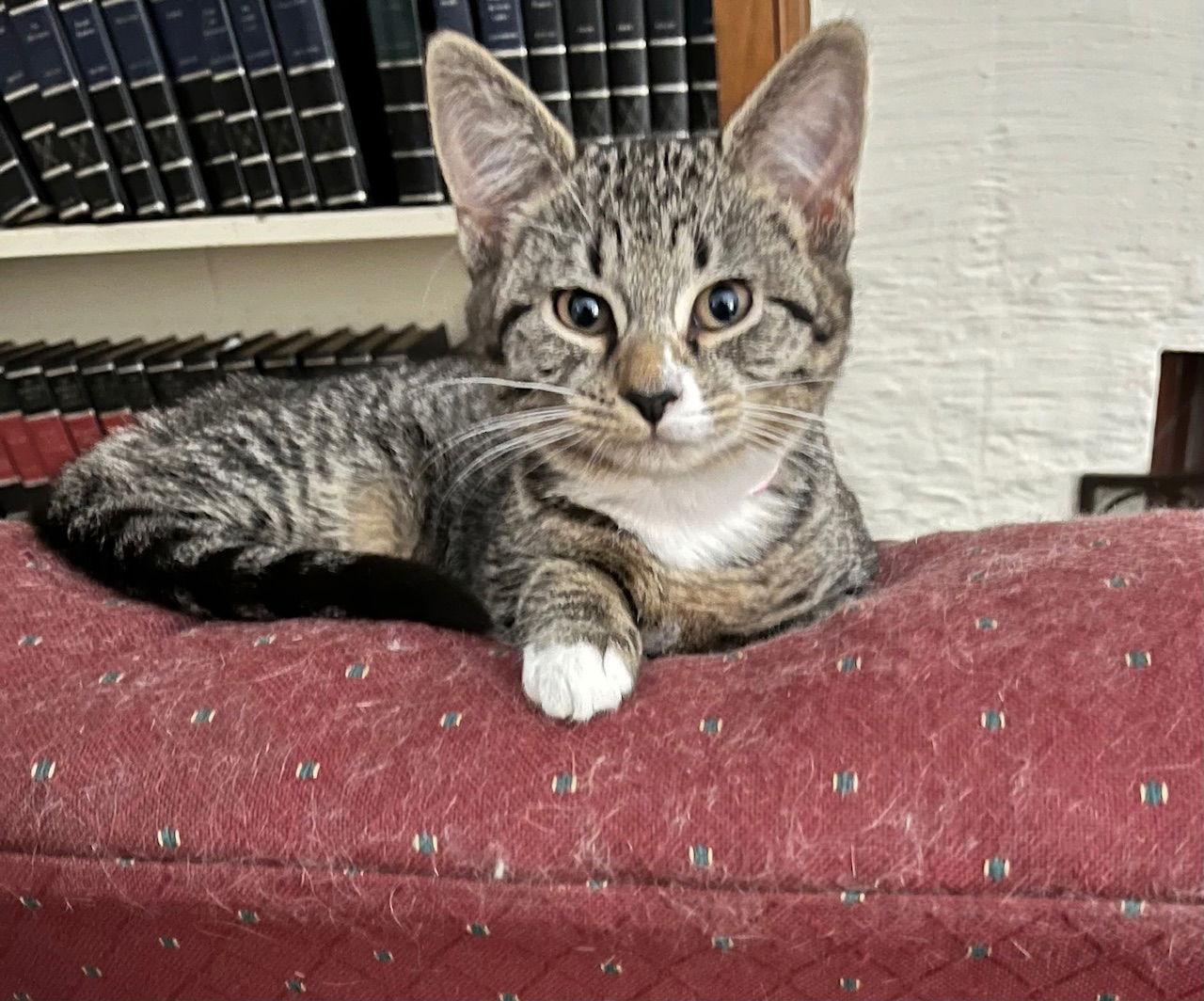 Romana, Adopted, Young Female Domestic Short Hair.