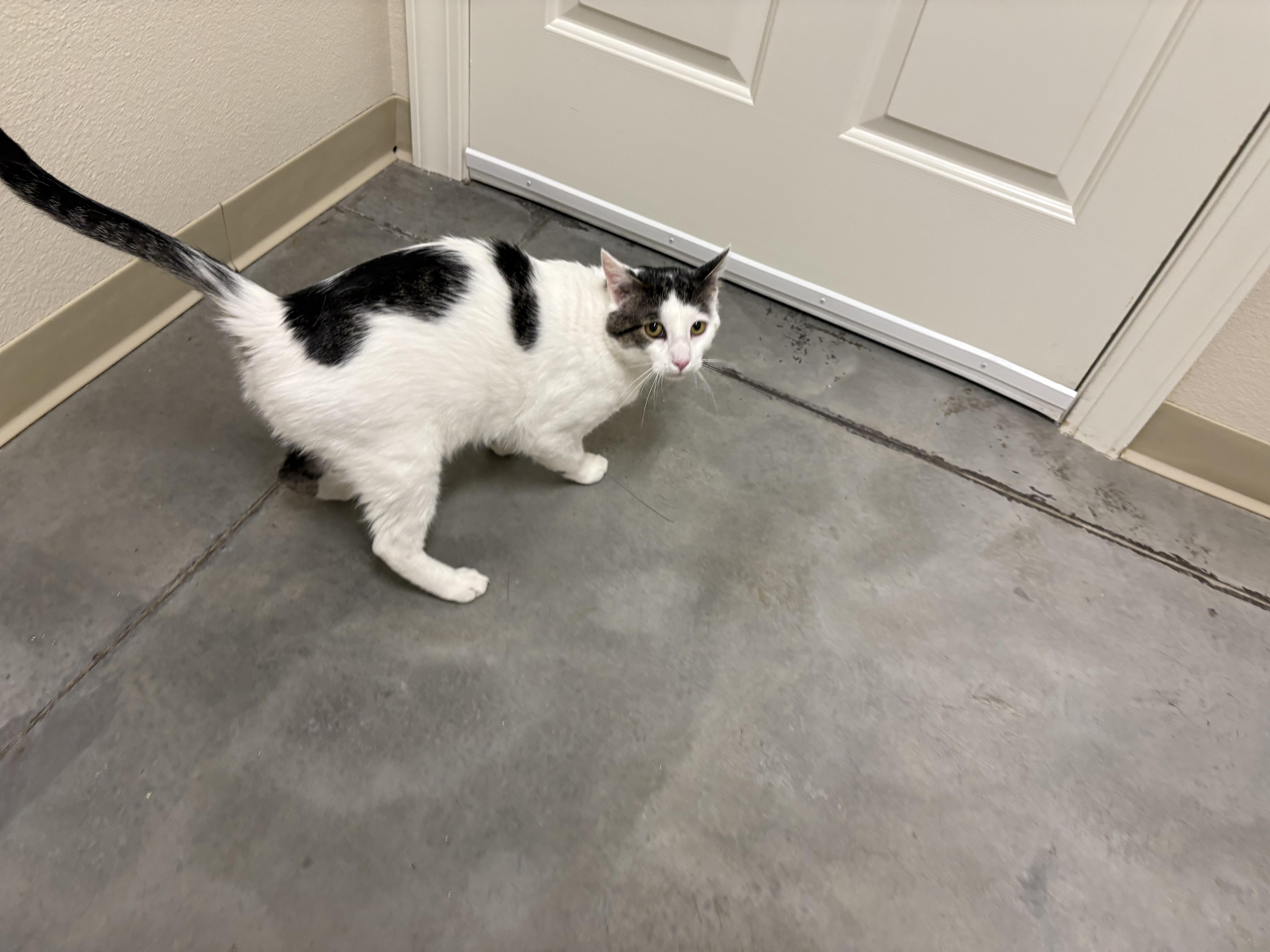 Enlarge Lee, a ADOPTABLE Domestic Short Hair in Boise, ID image 3/3