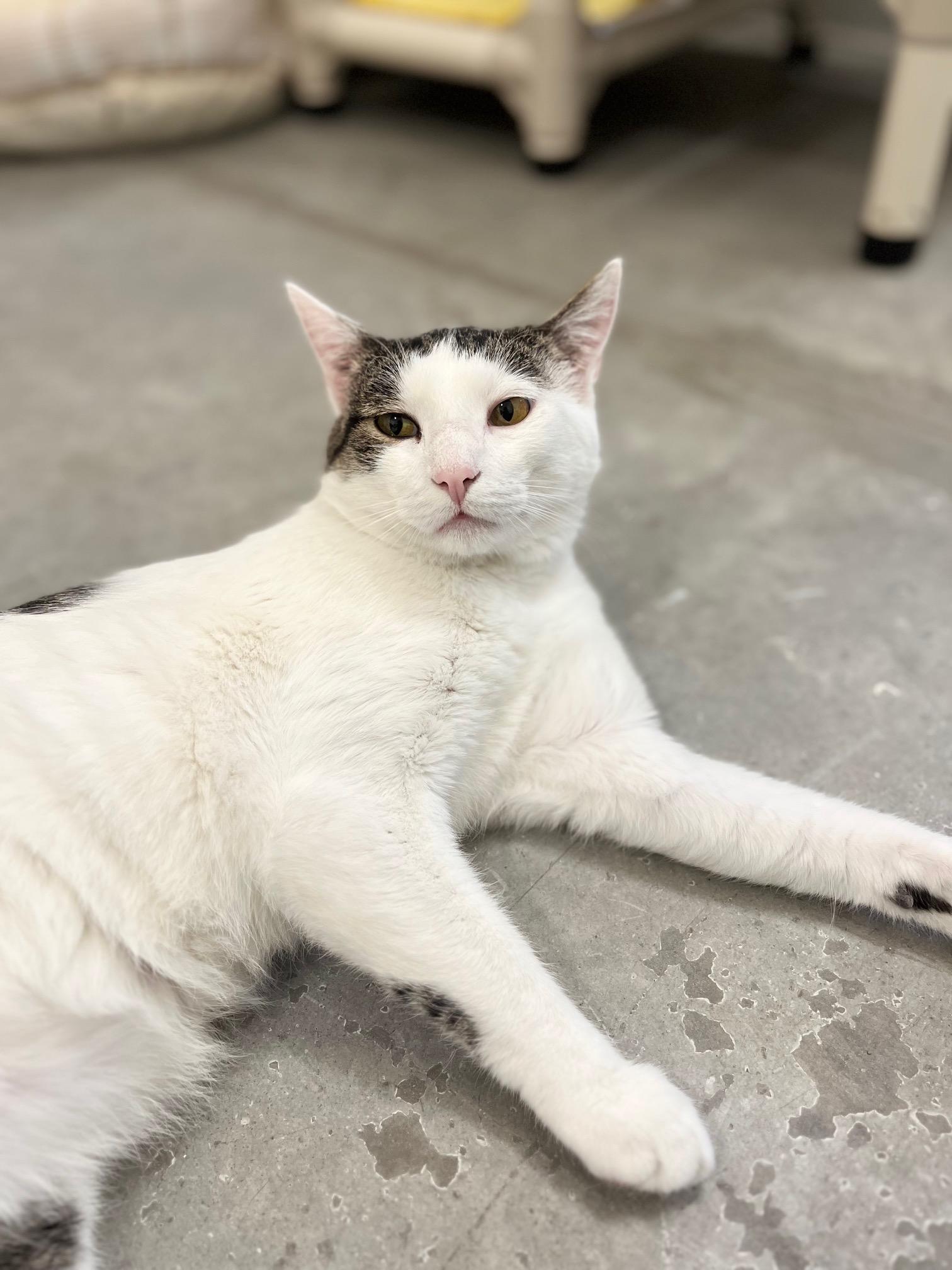 Lee, ADOPTABLE, Adult Male Domestic Short Hair.