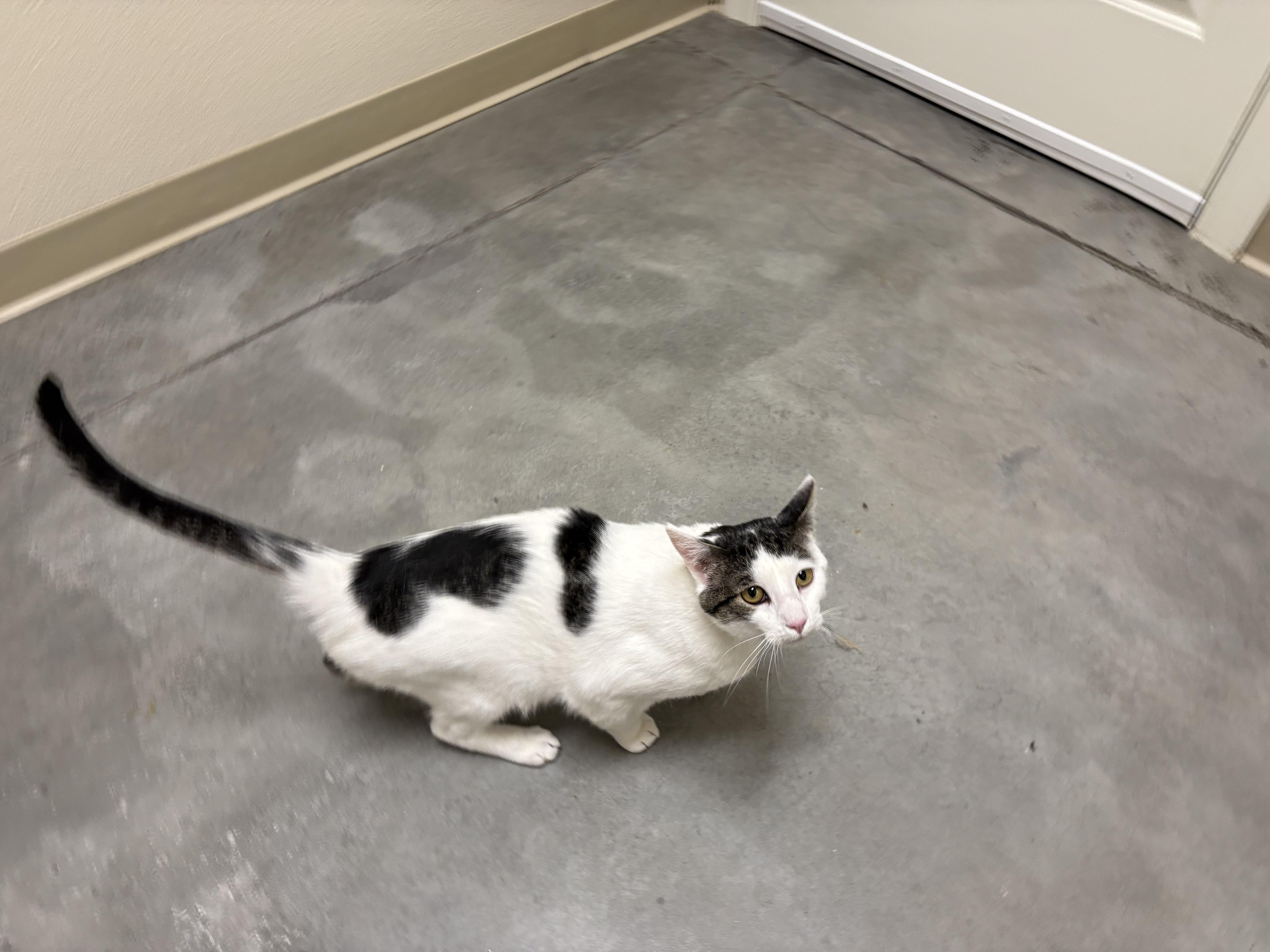 Enlarge Lee, a ADOPTABLE Domestic Short Hair in Boise, ID image 2/3