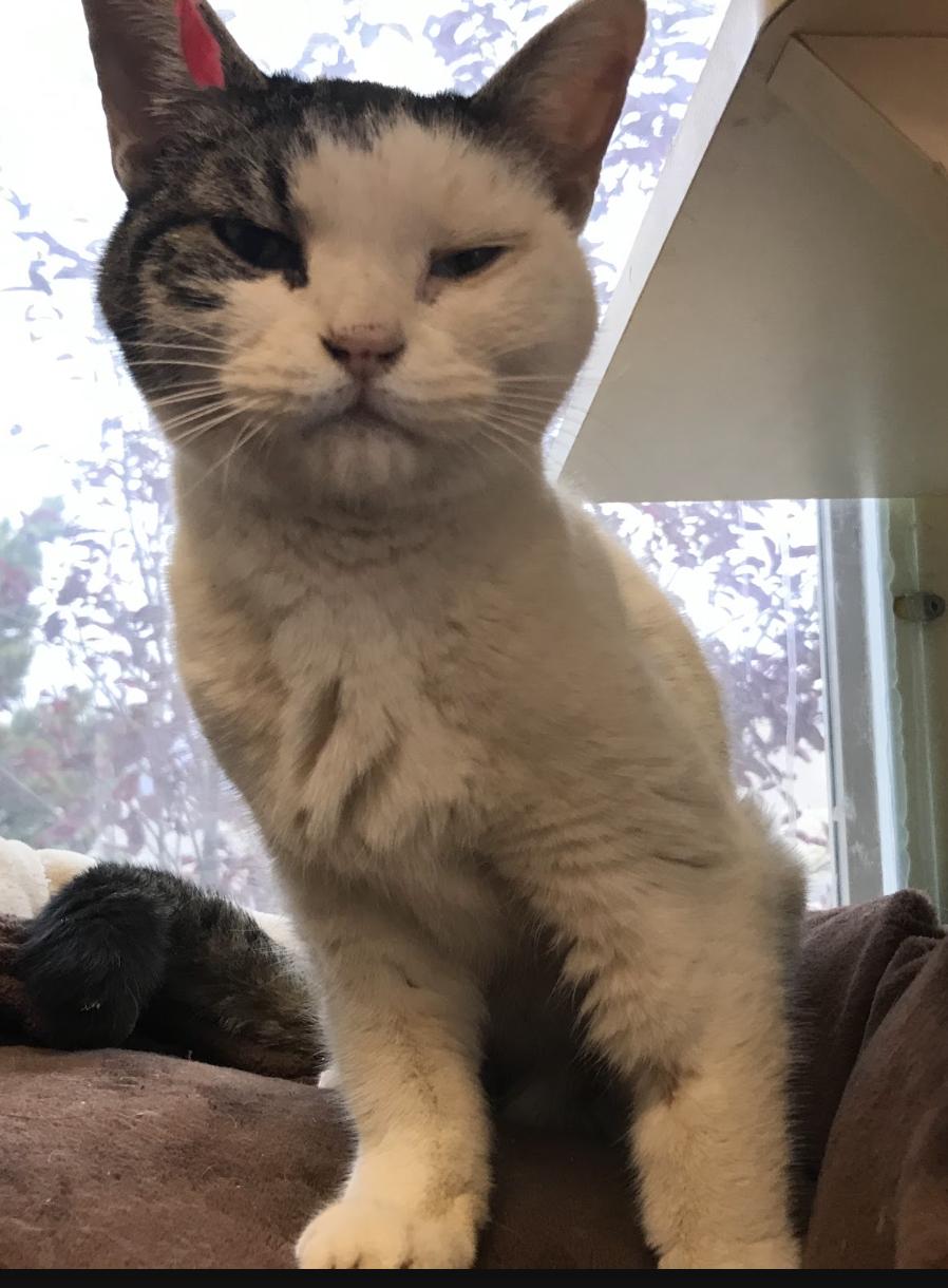 Enlarge Alley Cat, a Adoptable Domestic Short Hair in Buena Vista, CO image 1/4