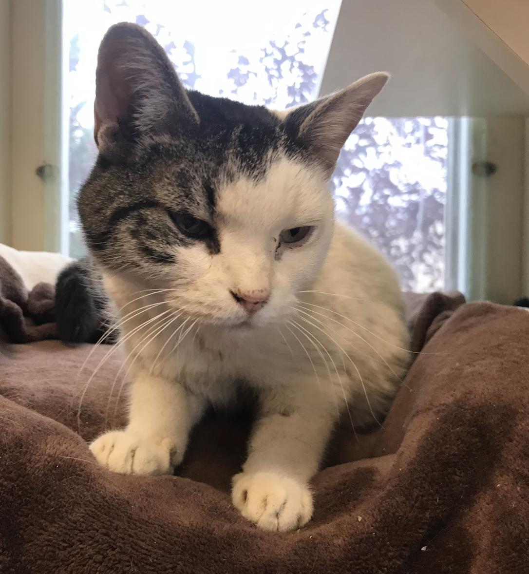 Enlarge Alley Cat, a Adoptable Domestic Short Hair in Buena Vista, CO image 4/4