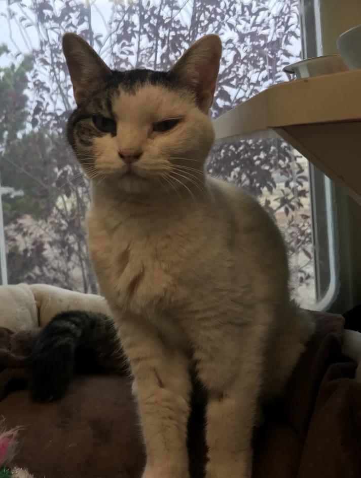 Enlarge Alley Cat, a Adoptable Domestic Short Hair in Buena Vista, CO image 3/4