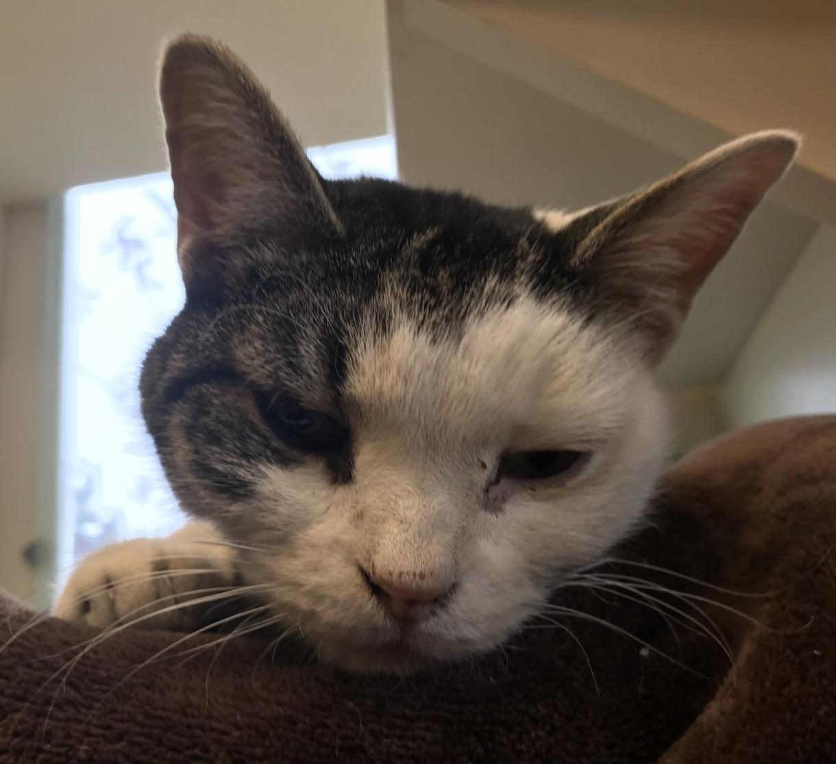 Enlarge Alley Cat, a Adoptable Domestic Short Hair in Buena Vista, CO image 2/4