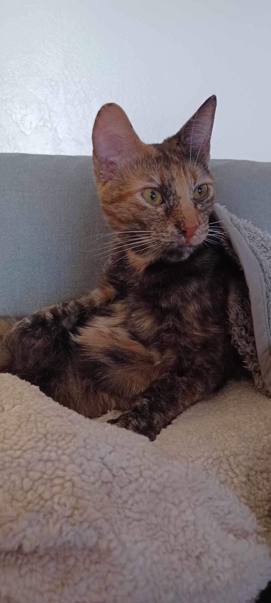 Enlarge Jasmine, a Adopted Domestic Short Hair in El Centro, CA image 1/4