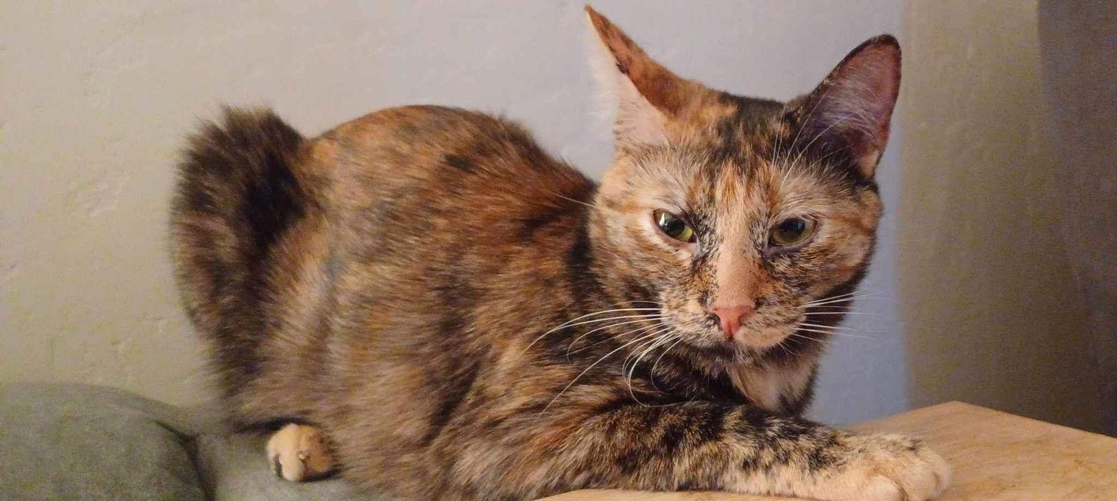 Enlarge Jasmine, a Adopted Domestic Short Hair in El Centro, CA image 2/4