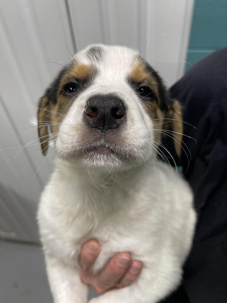 Birdie, Adopted, Puppy Female Mixed Breed.