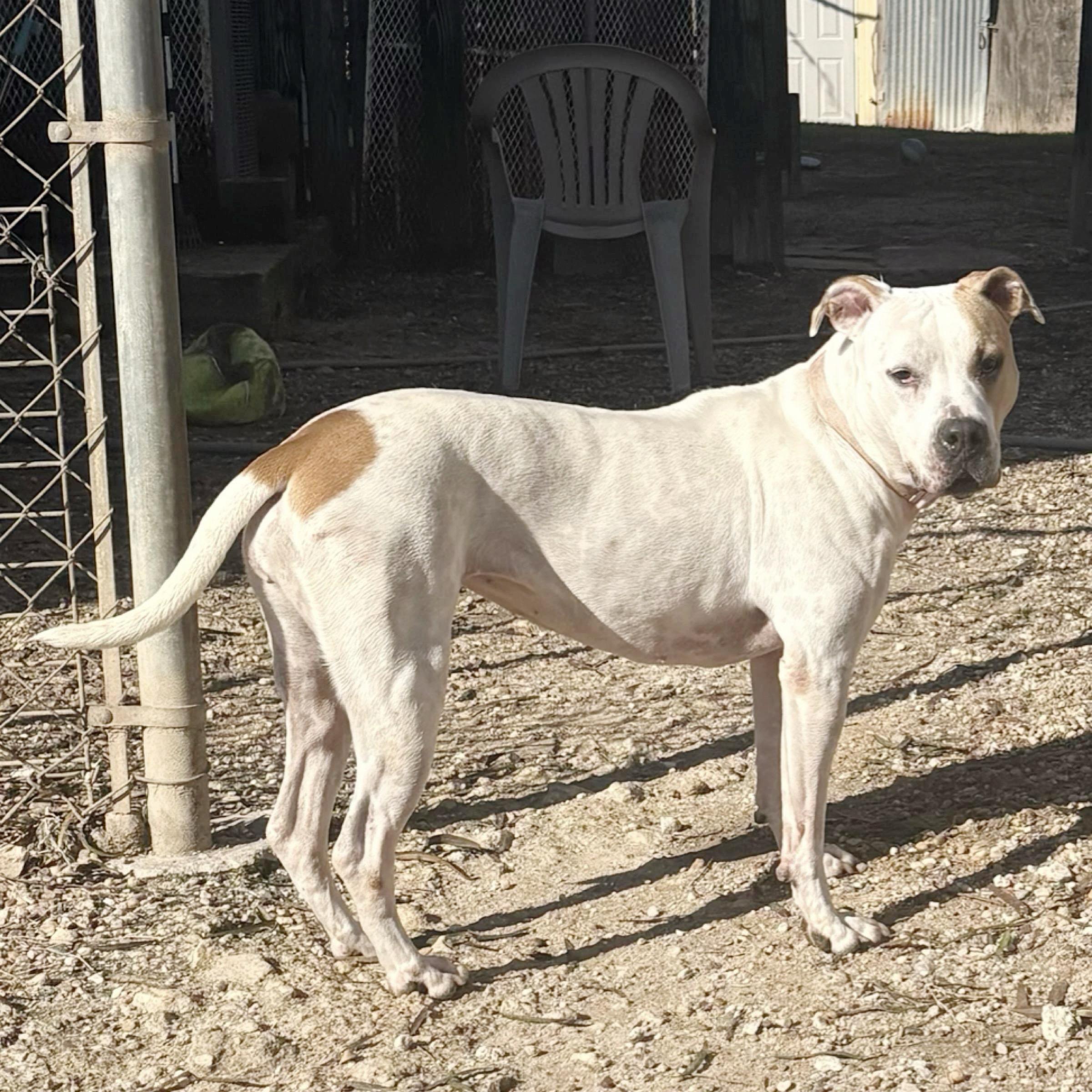Harper, a Adoptable mixed breed in New Britain, CT image 6/6