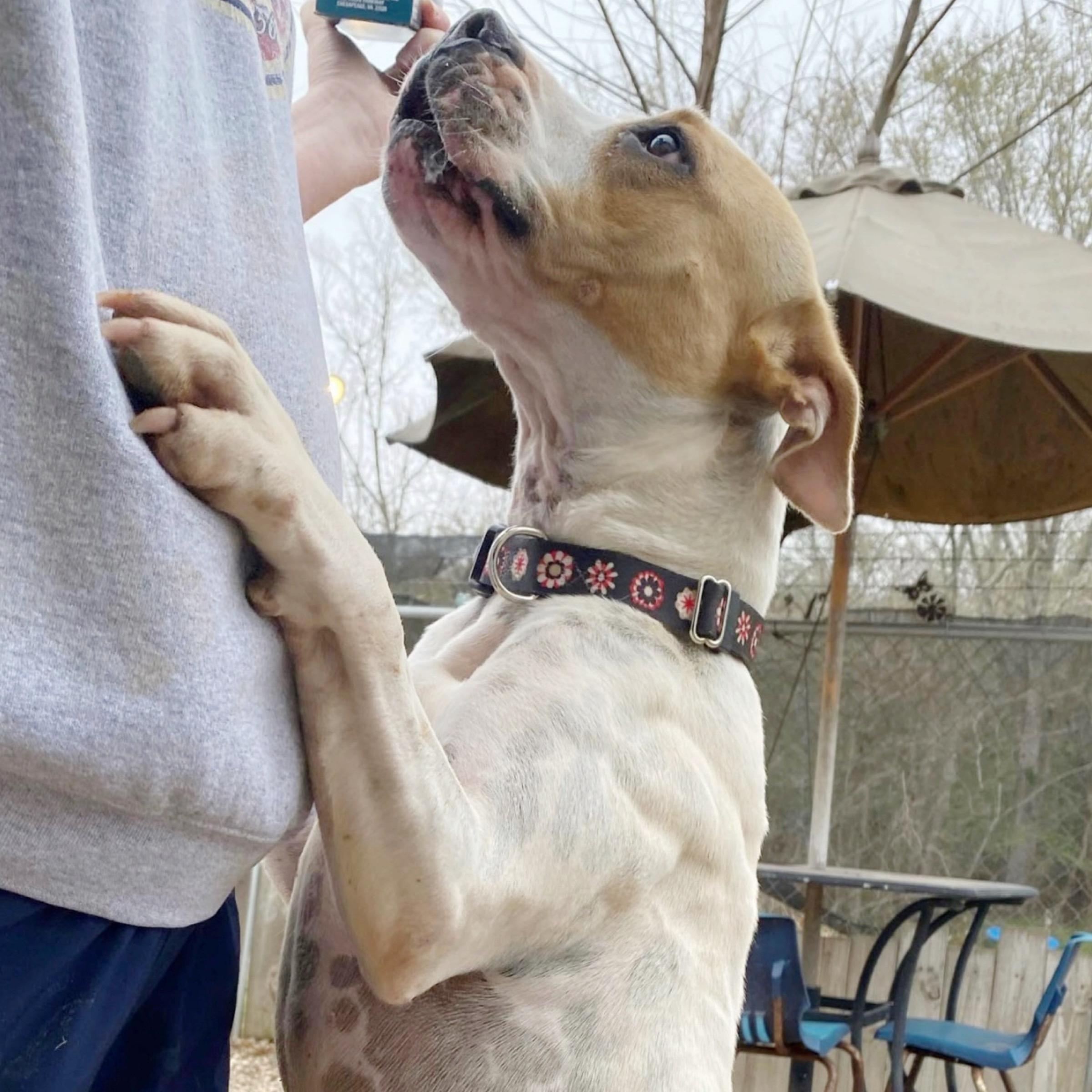 Harper, a Adoptable mixed breed in New Britain, CT image 4/6