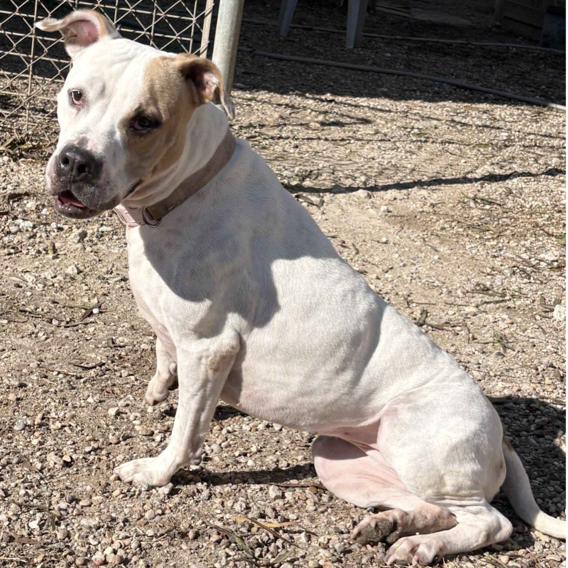 Harper, a Adoptable mixed breed in New Britain, CT image 5/6