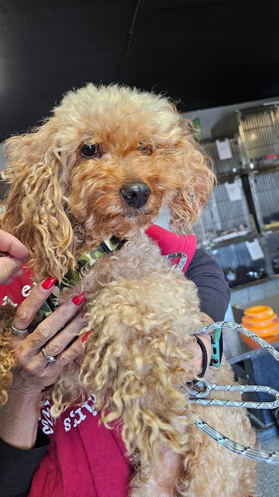 Oso, Adopted, Adult Male Poodle.