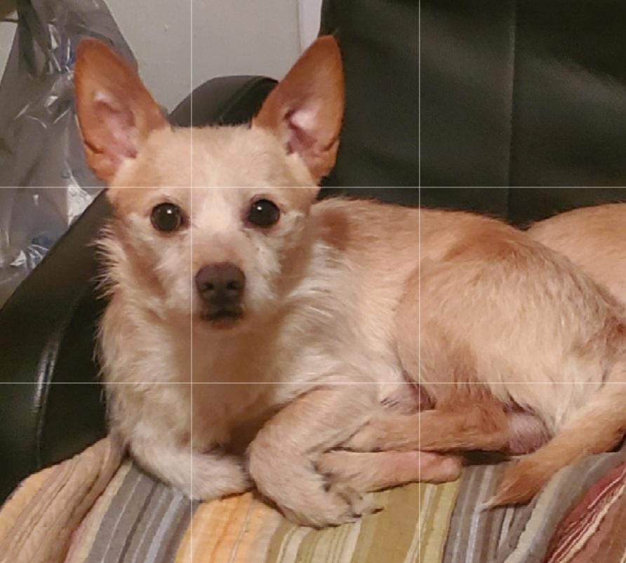 Enlarge Parker, a ADOPTABLE mixed breed in Campton, KY image 1/1