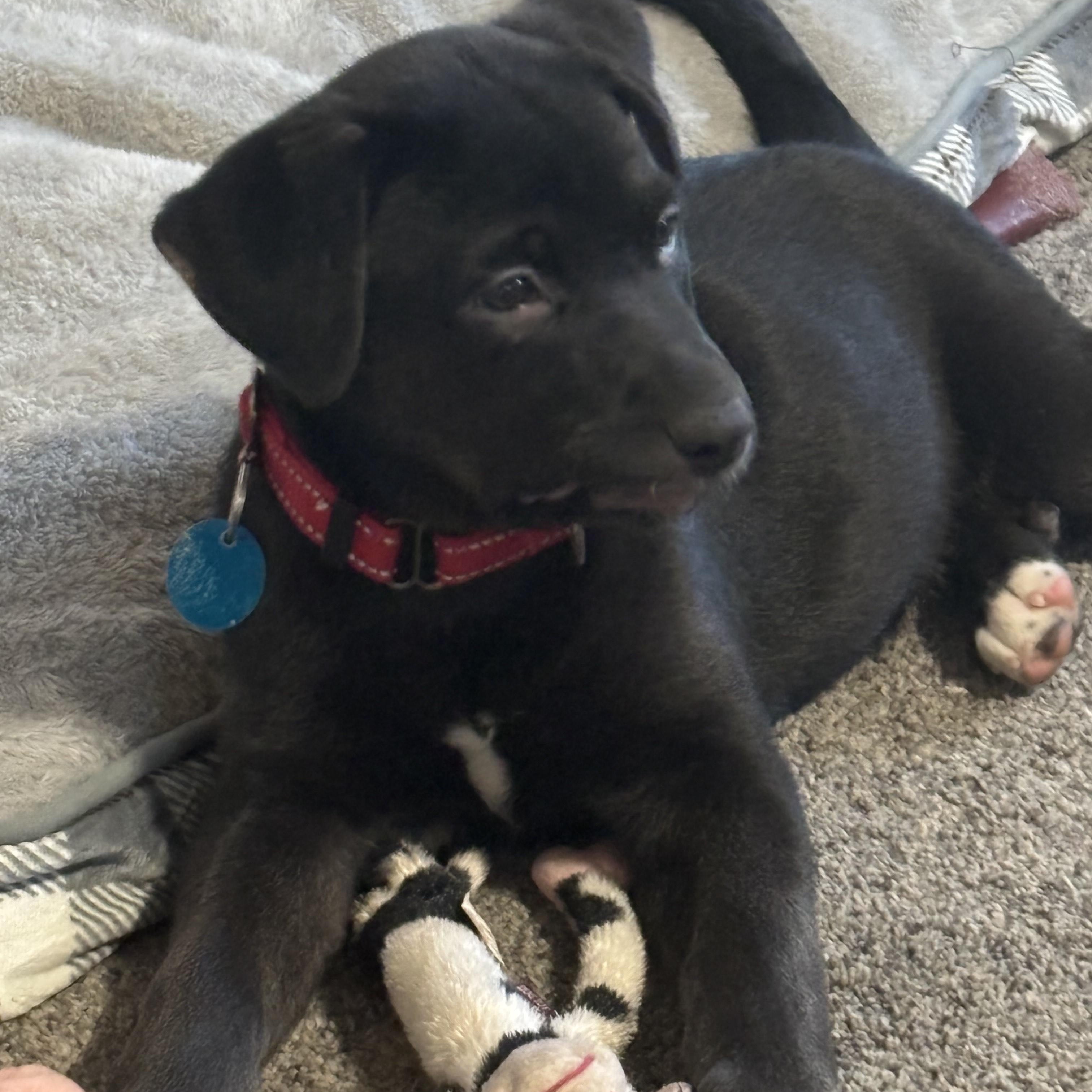 Maple, a Adoptable mixed breed in Sioux Falls, SD image 4/4