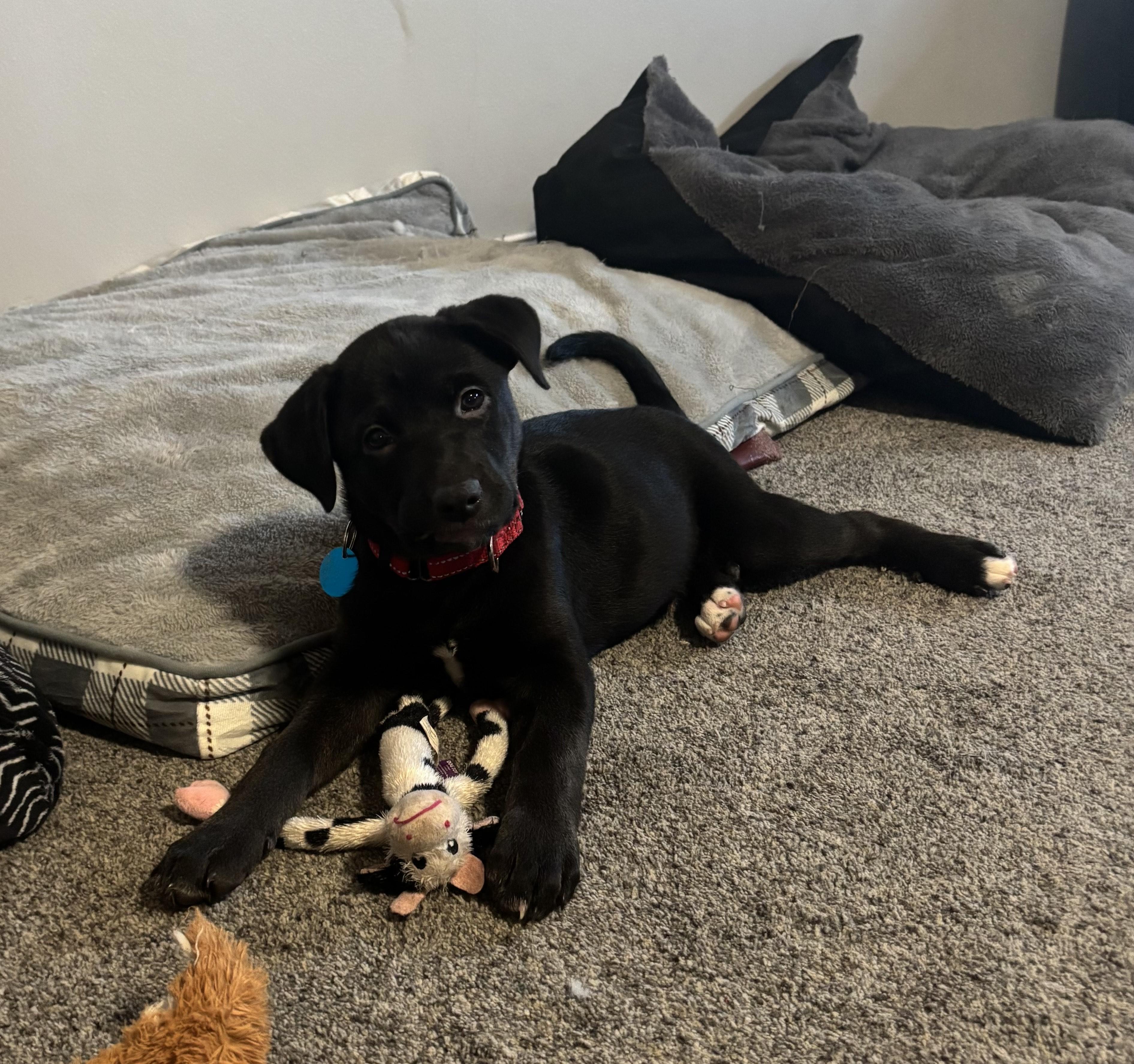 Maple, a Adoptable mixed breed in Sioux Falls, SD image 2/4