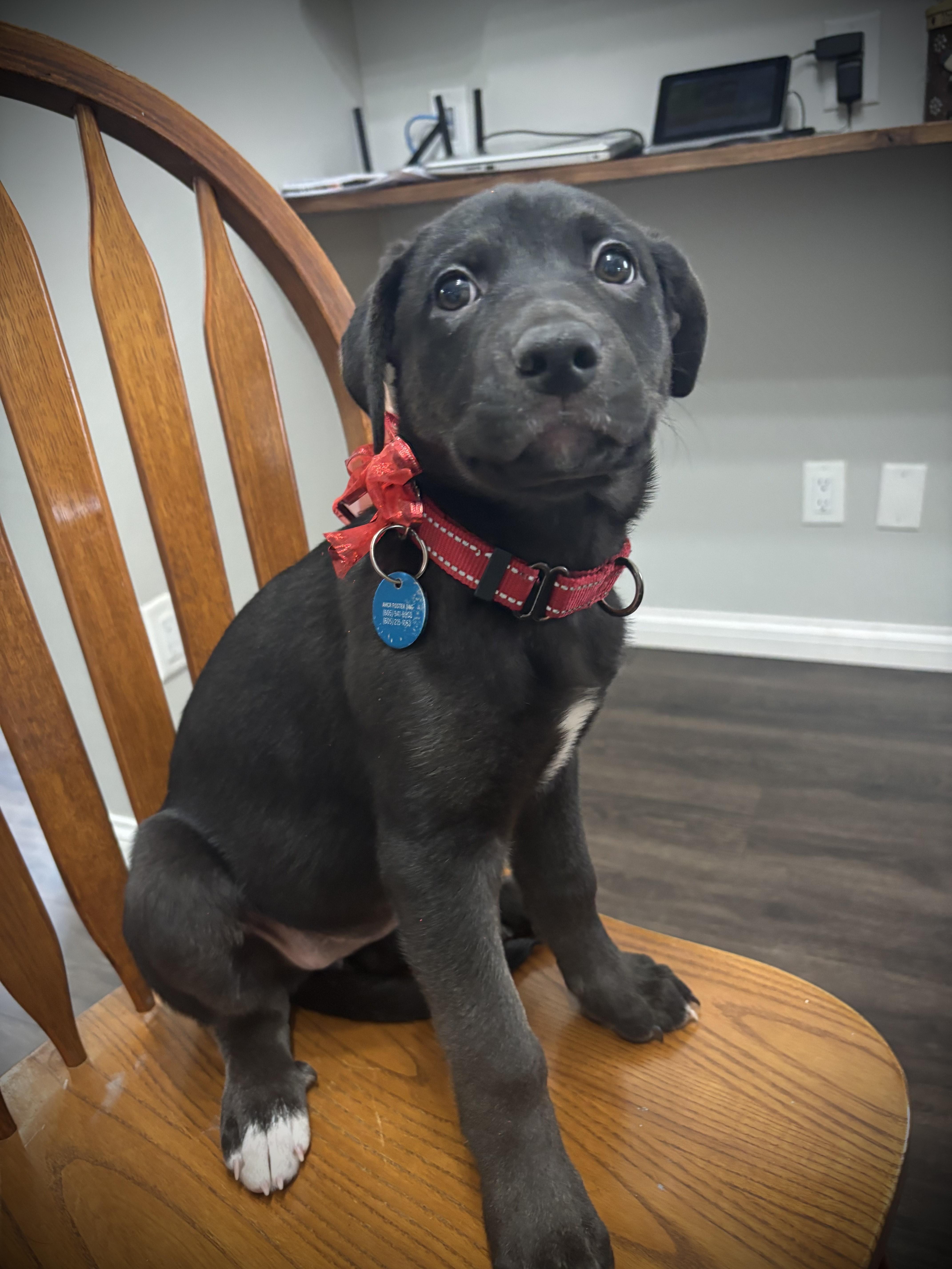 Maple, a Adoptable mixed breed in Sioux Falls, SD image 1/4