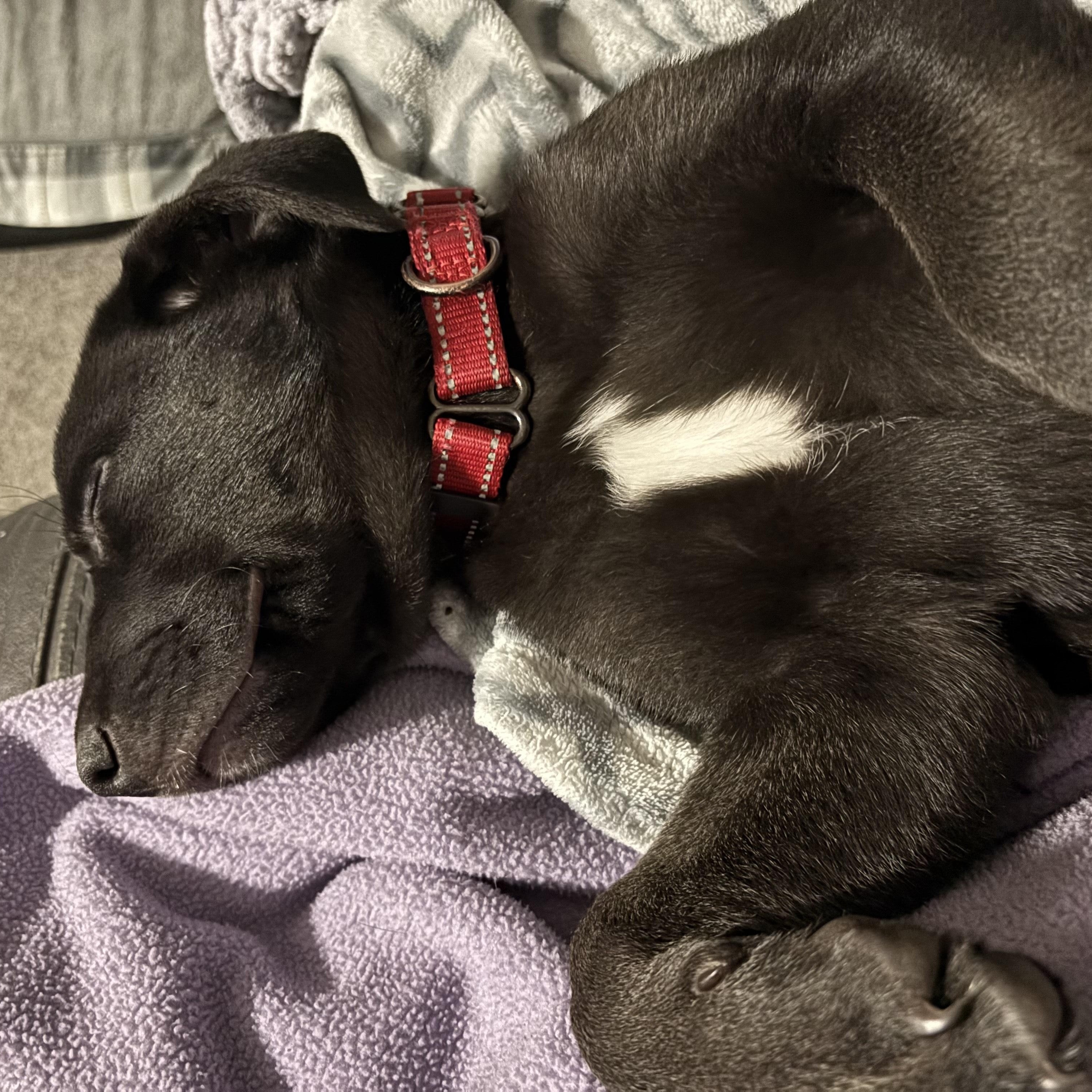 Maple, a Adoptable mixed breed in Sioux Falls, SD image 3/4