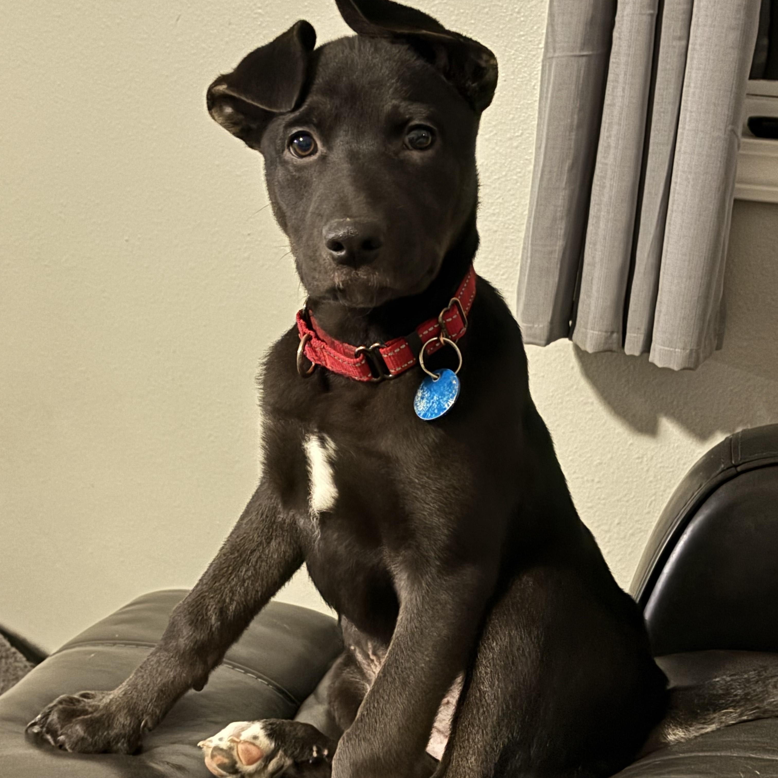 Maple, an adopted mixed breed in Sioux Falls, SD image 1/6