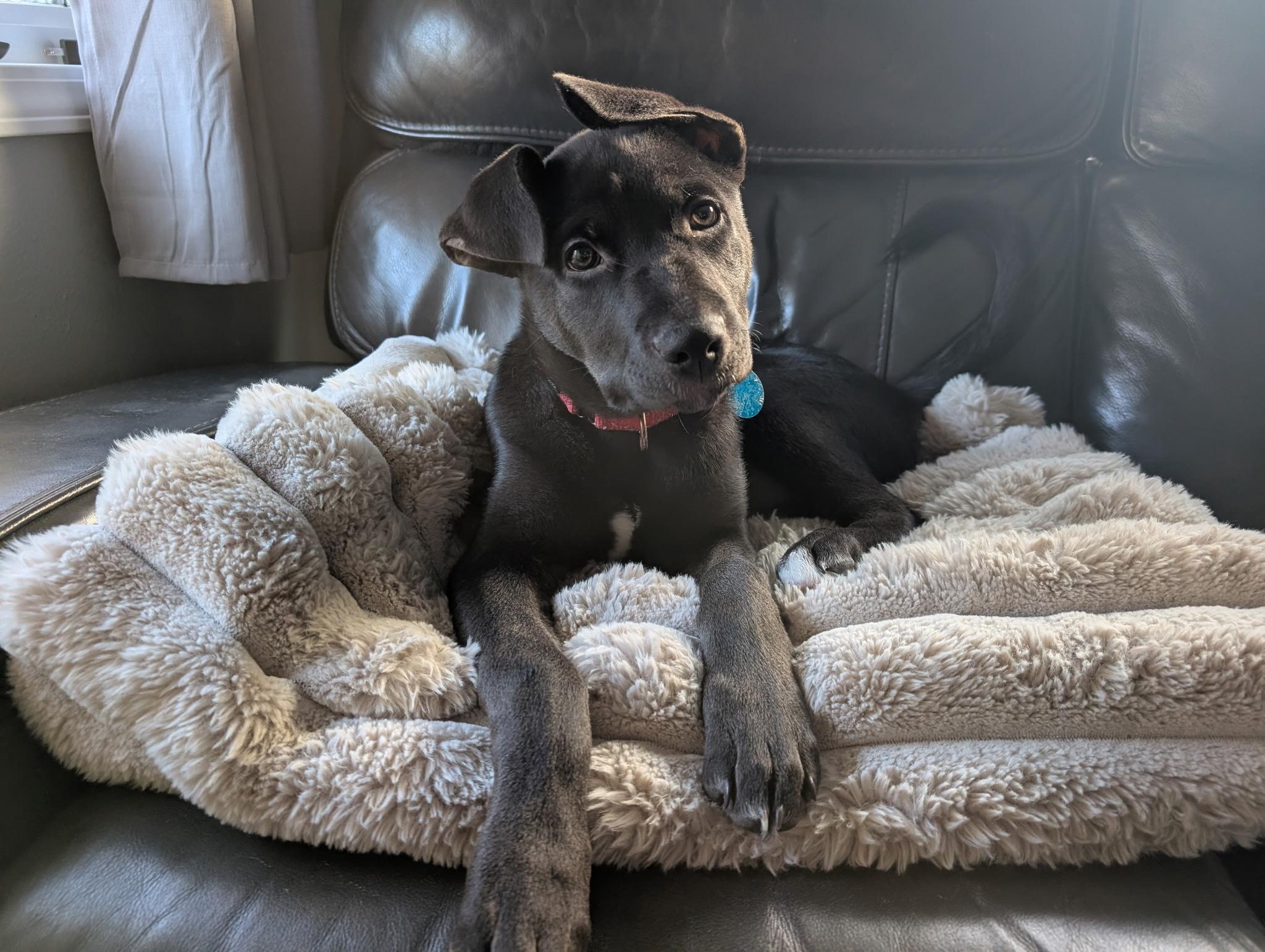 Maple, an adopted mixed breed in Sioux Falls, SD image 2/6