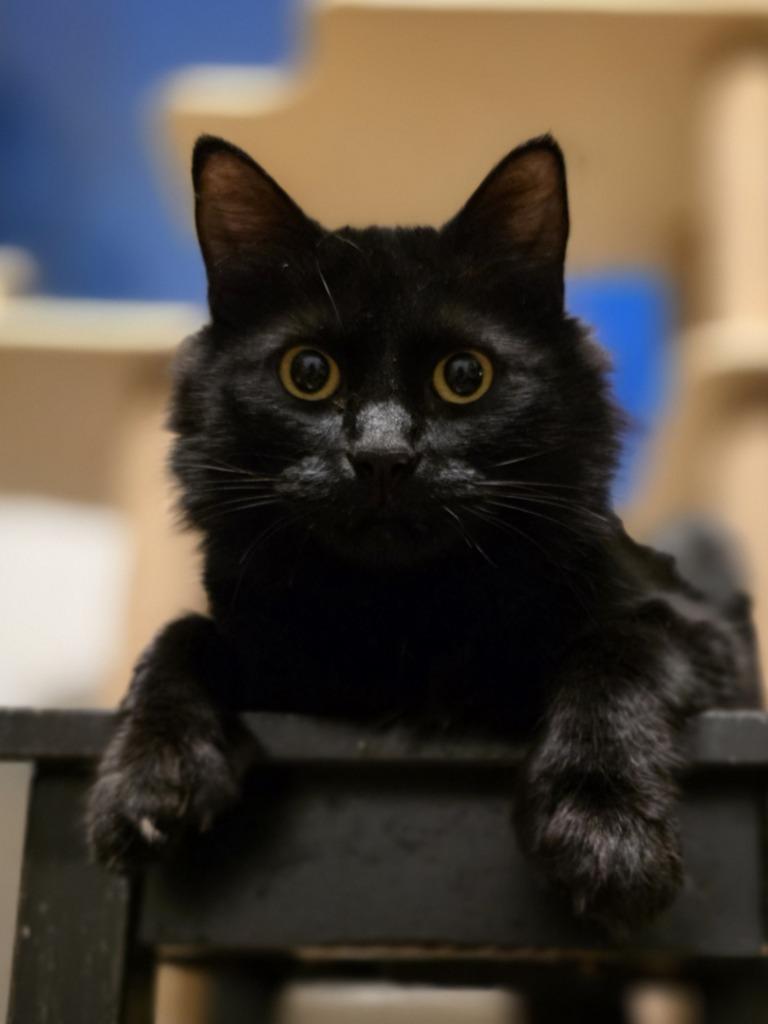 Lumi — thumbnail 2