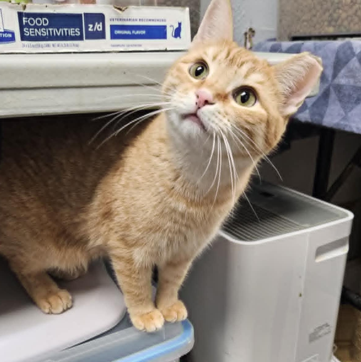 Enlarge Ren, a Adoptable Domestic Short Hair in Warwick, RI image 3/5