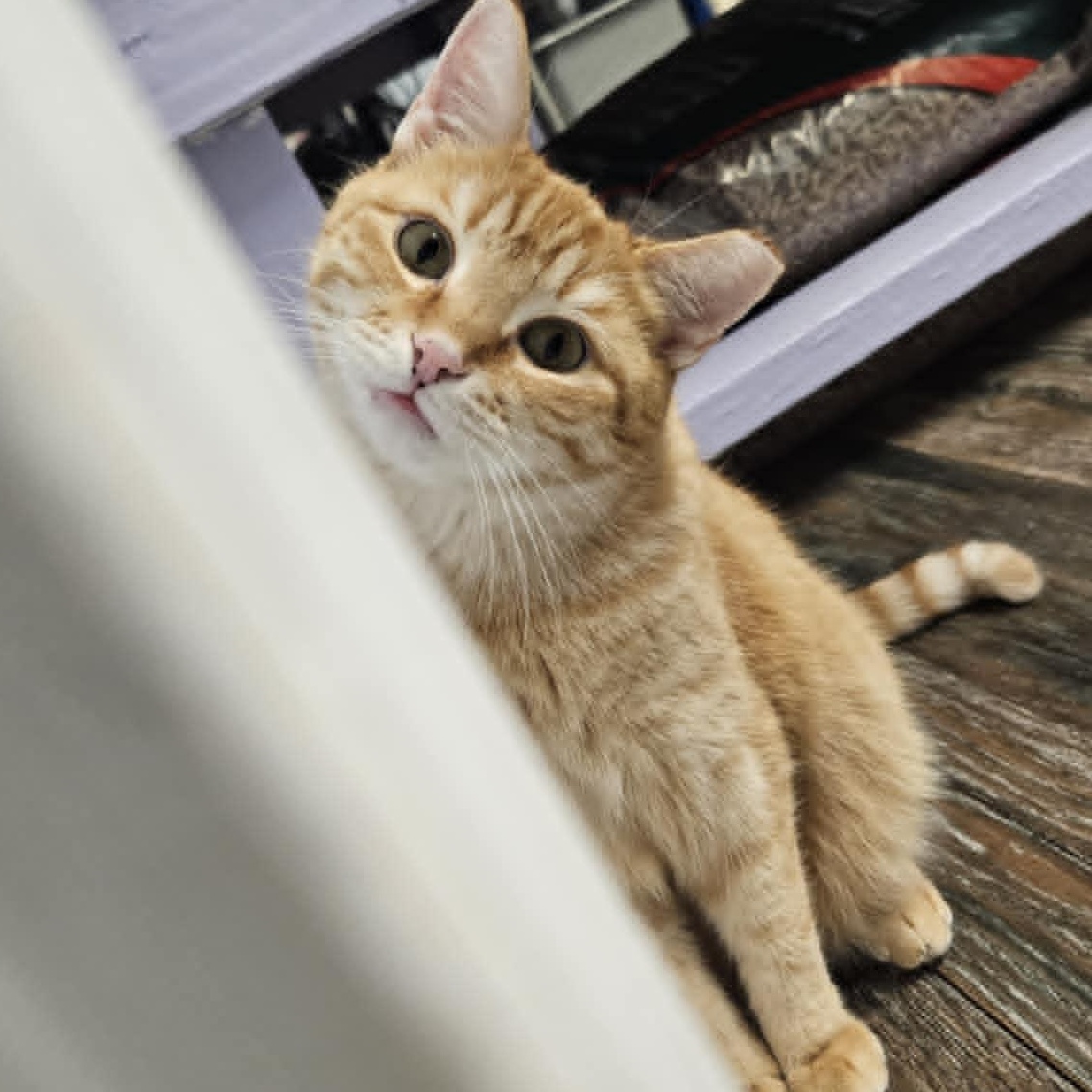 Enlarge Ren, a Adoptable Domestic Short Hair in Warwick, RI image 2/5