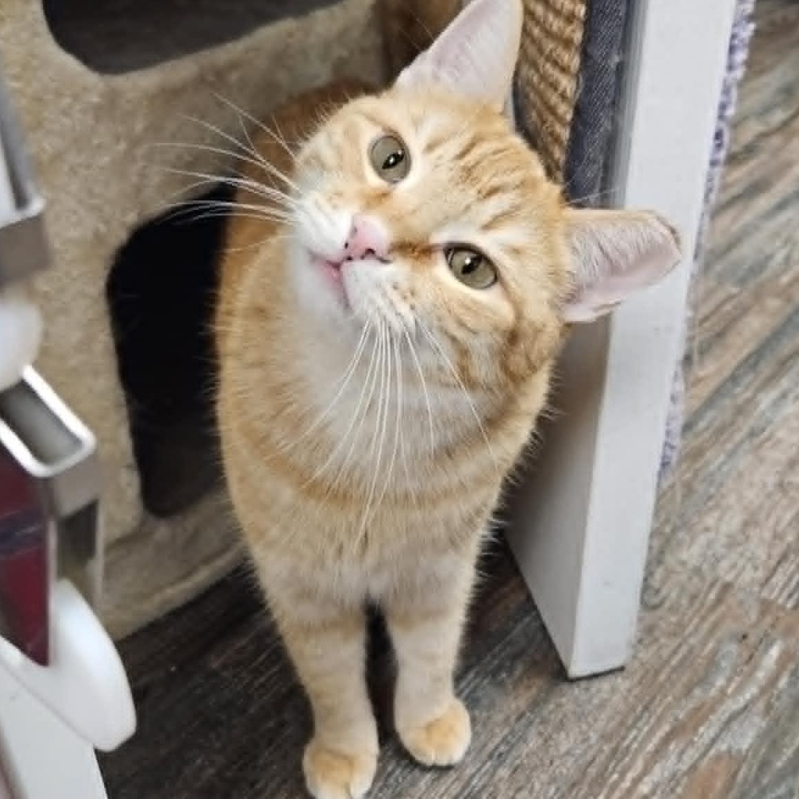 Ren, Adoptable, Adult Female Domestic Short Hair.