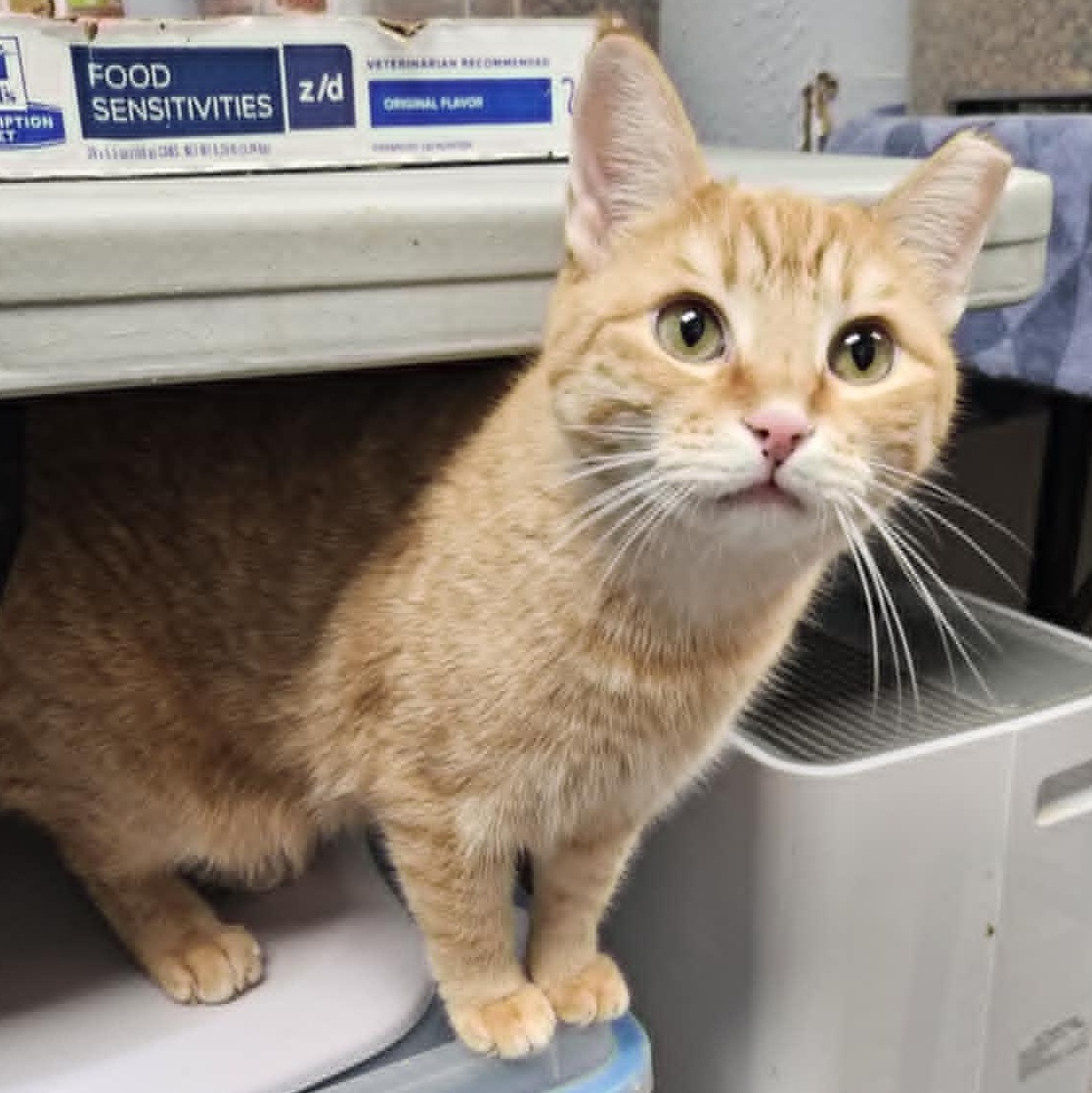 Enlarge Ren, a Adoptable Domestic Short Hair in Warwick, RI image 4/5