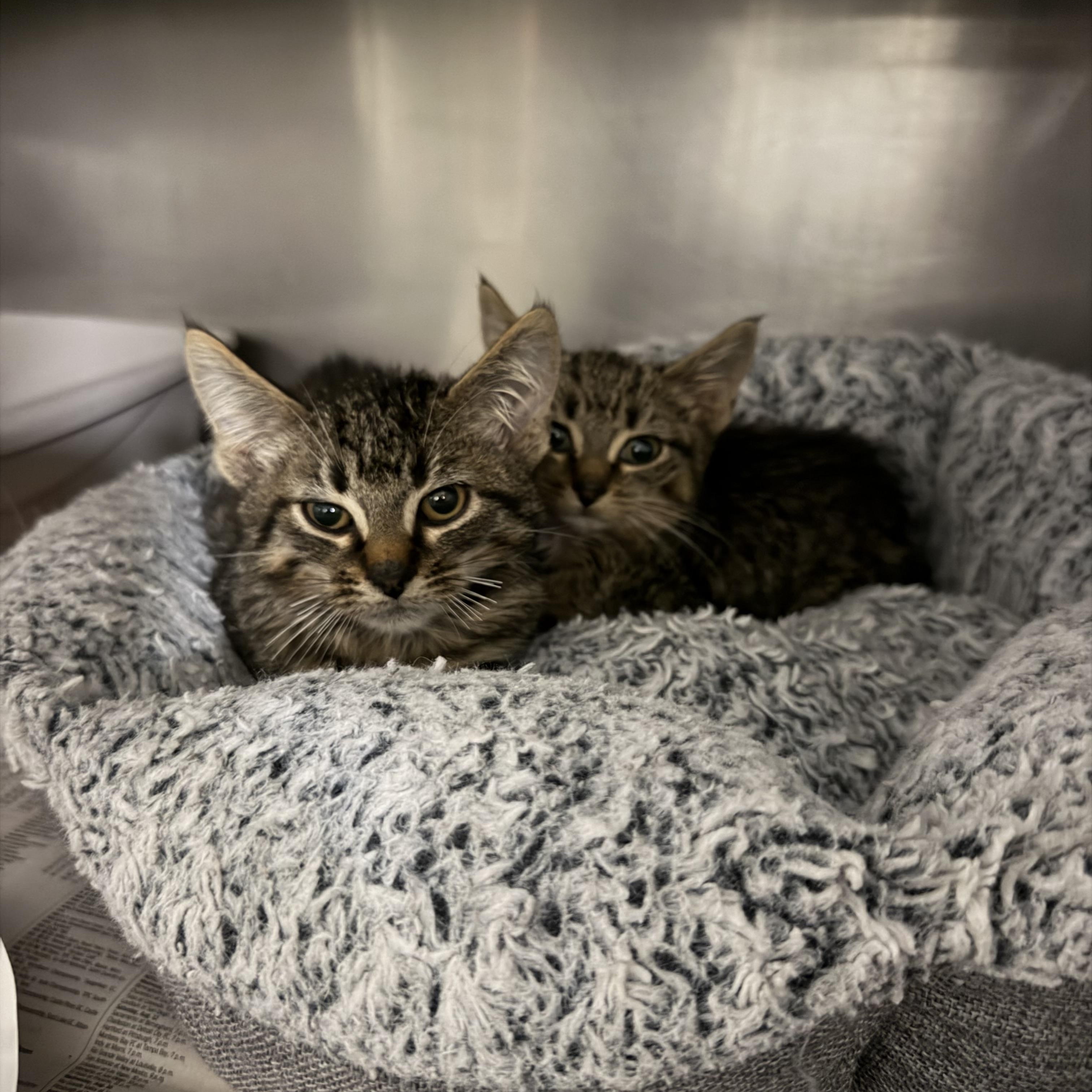 Acorn & Chestnut, Adoptable, Young Male Domestic Short Hair.
