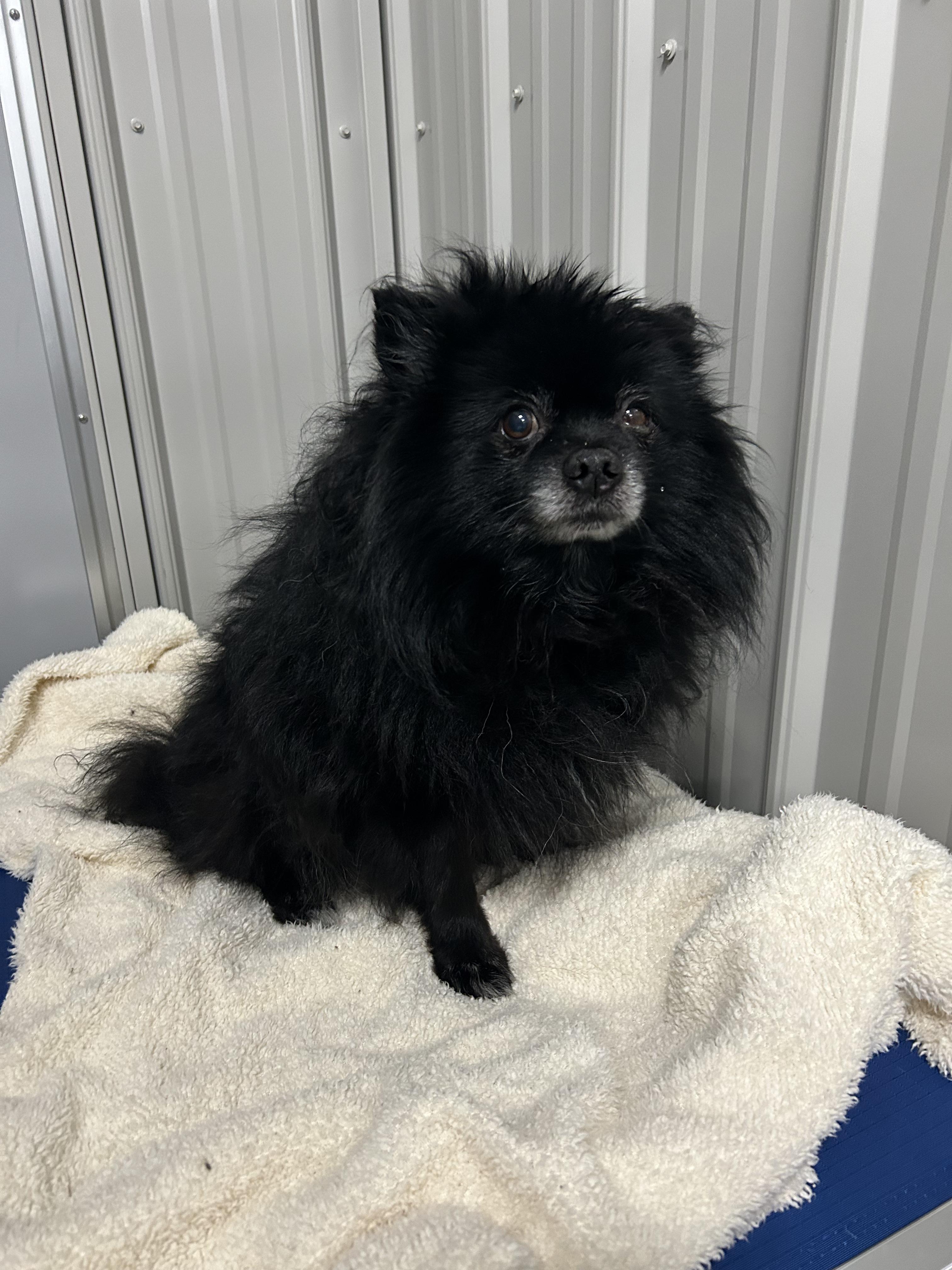Arthur, Adopted, Senior Male Pomeranian.