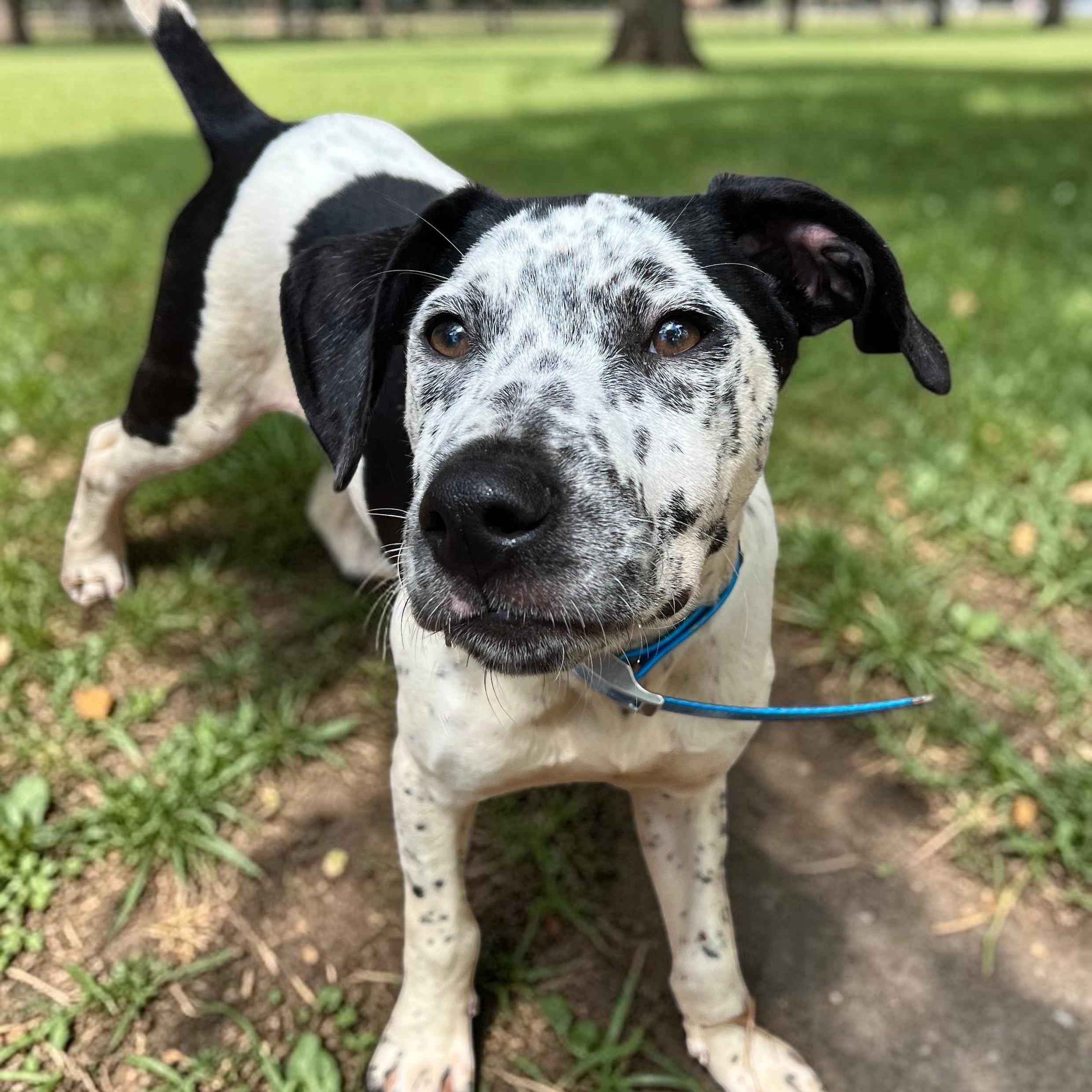 Dutton, a ADOPTABLE mixed breed in Cedar Mountain, NC image 6/6