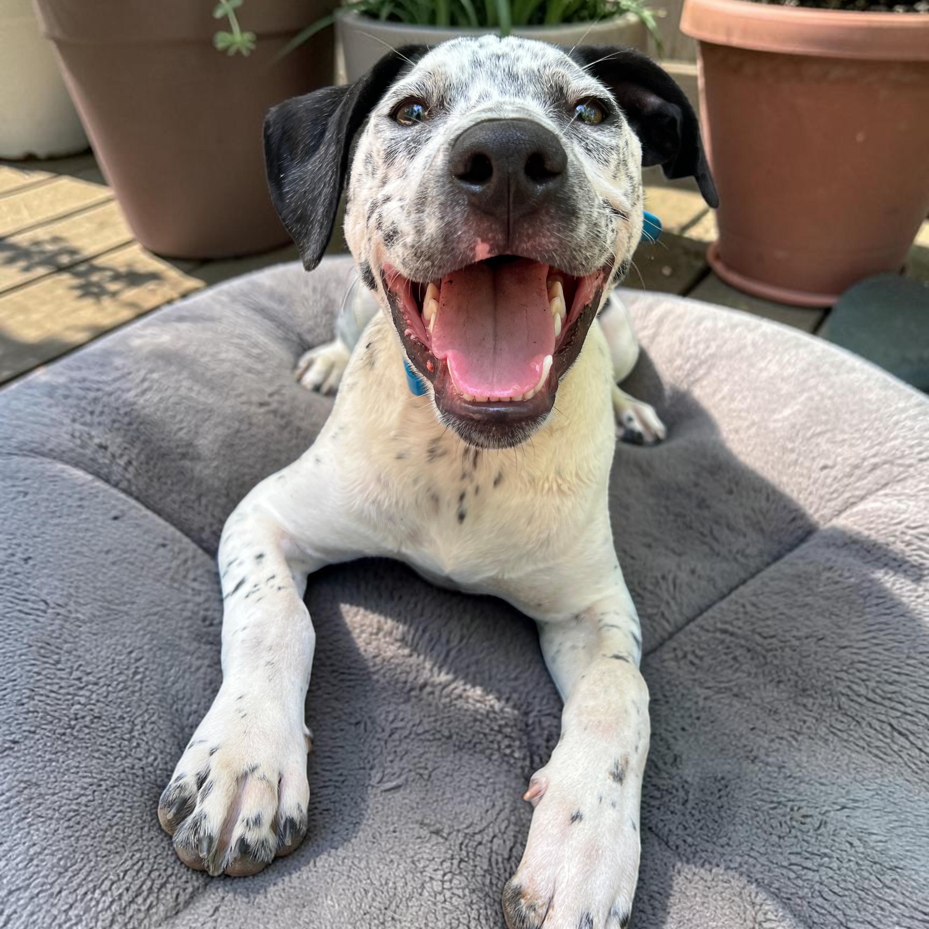 Lovable Louie, a ADOPTABLE mixed breed in Cedar Mountain, NC image 2/6