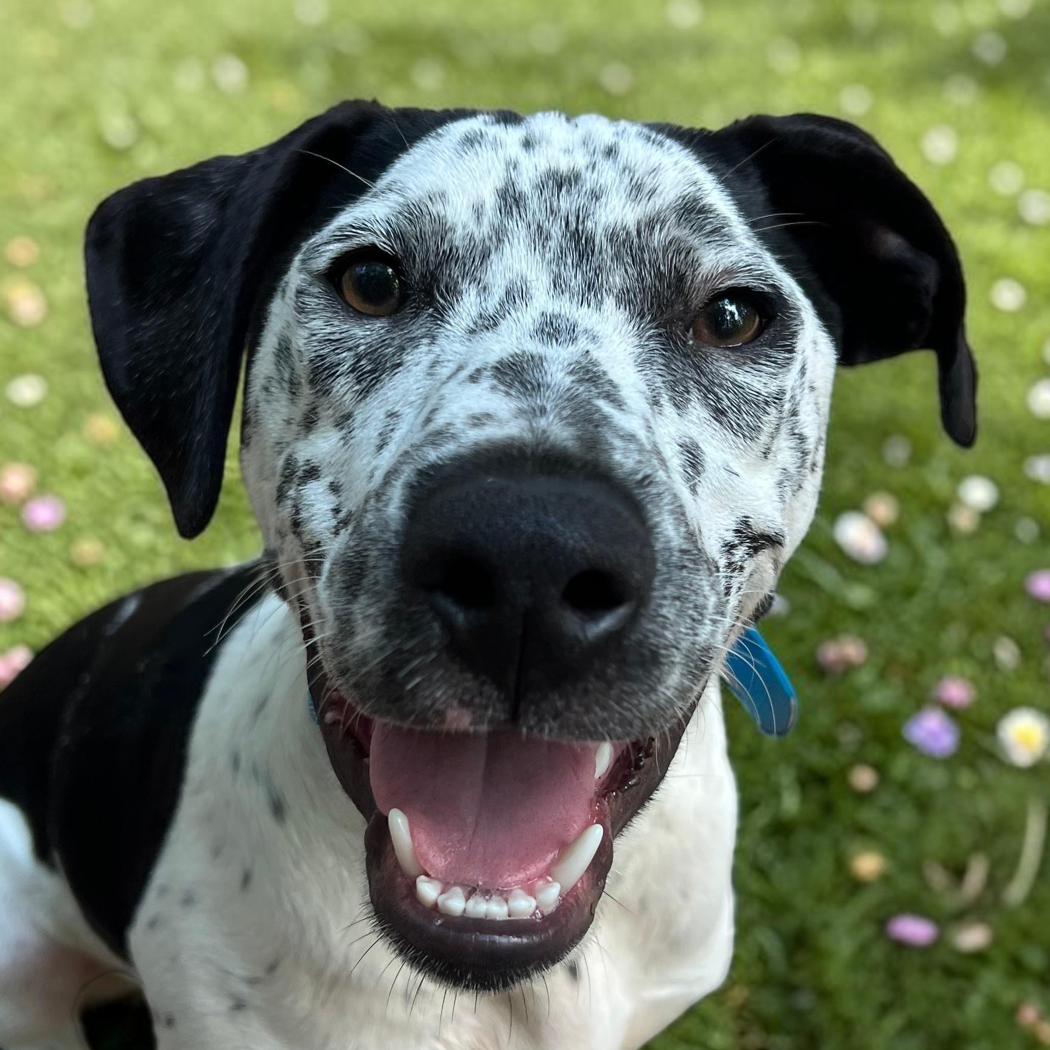 Lovable Louie, a ADOPTABLE mixed breed in Cedar Mountain, NC image 5/6