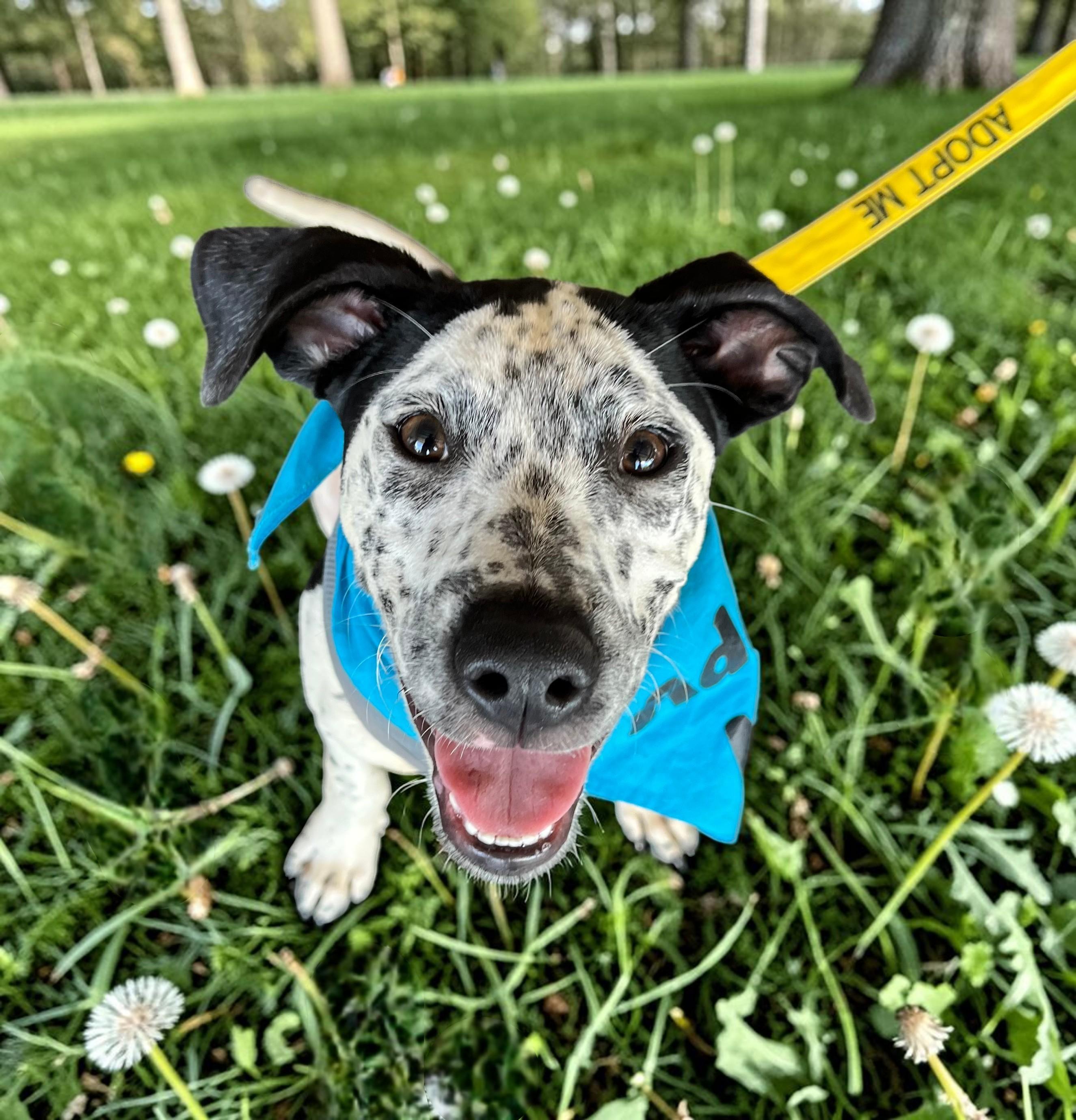 Lovable Louie, a ADOPTABLE mixed breed in Cedar Mountain, NC image 3/6
