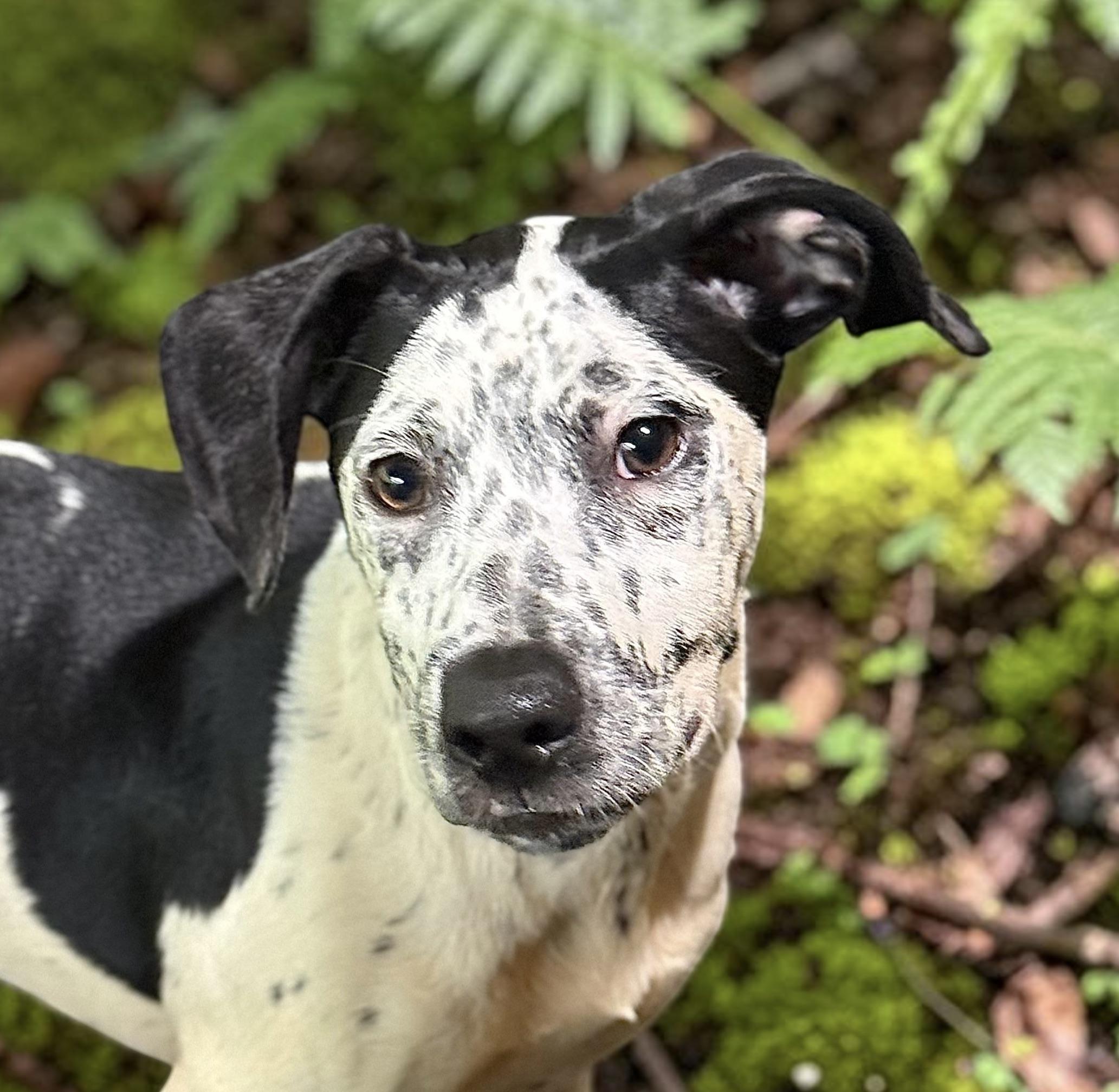 Lovable Louie, a ADOPTABLE mixed breed in Cedar Mountain, NC image 2/6